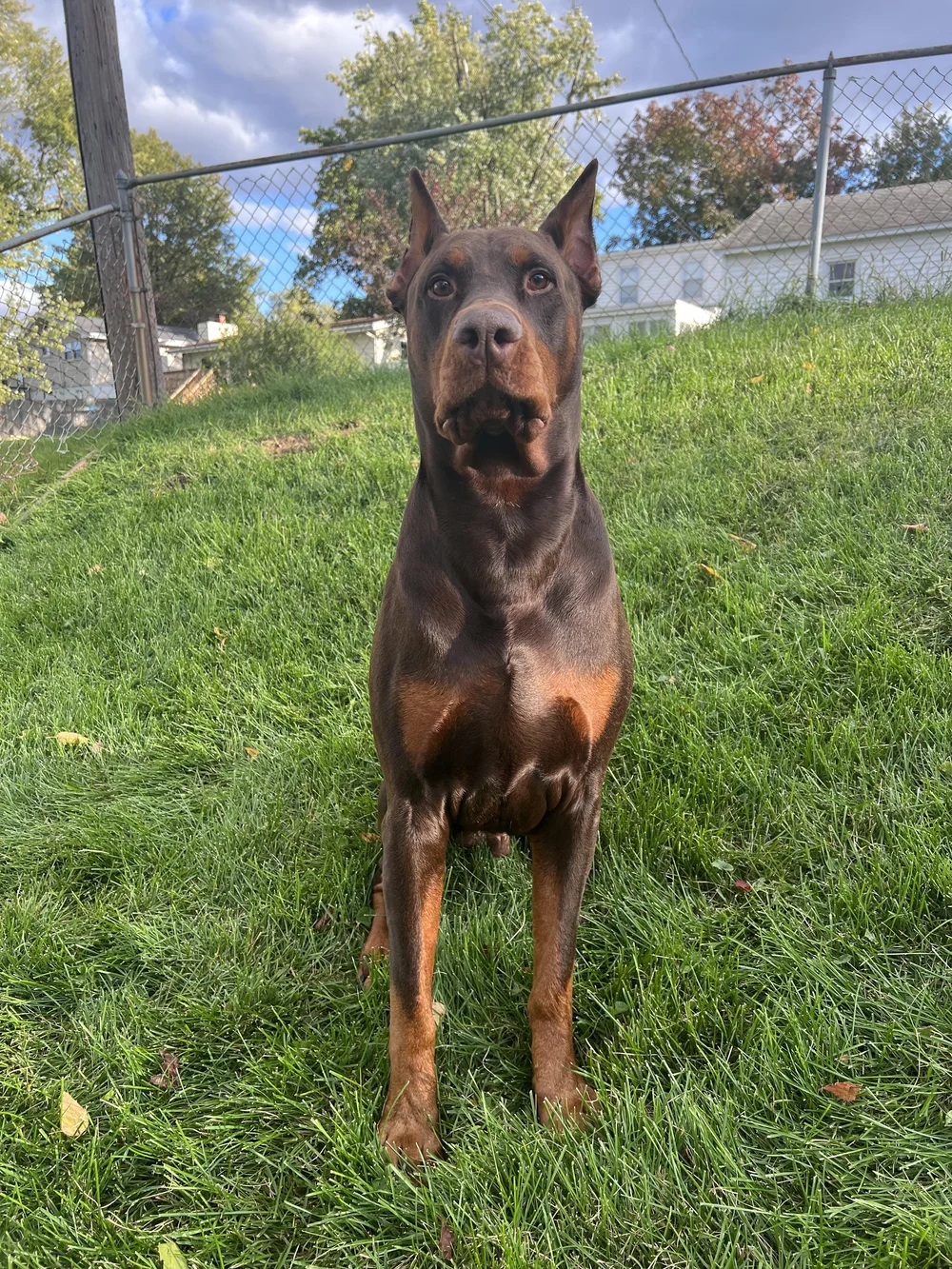 Raven — Brush College Animal Hospital