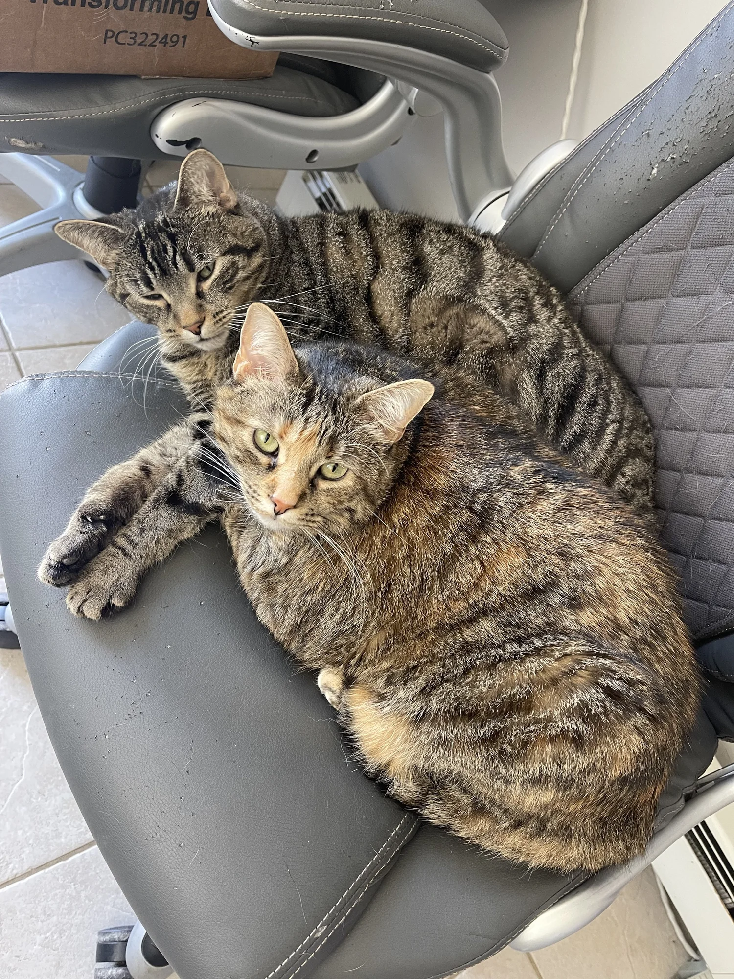 Our Team — Brush College Animal Hospital