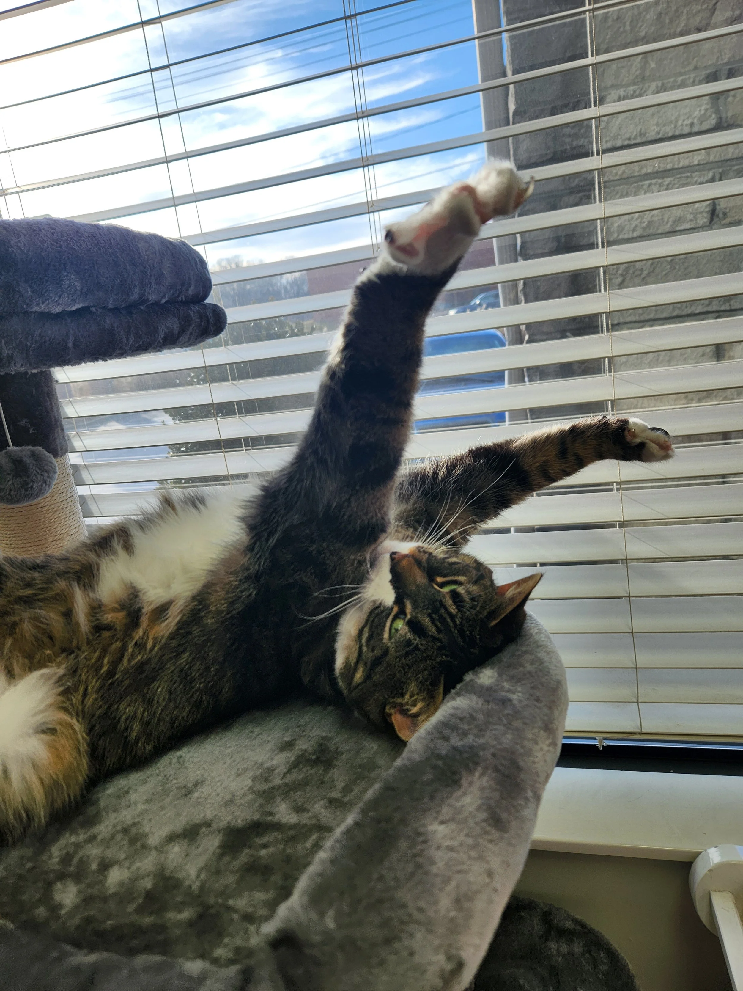 Our Team — Brush College Animal Hospital