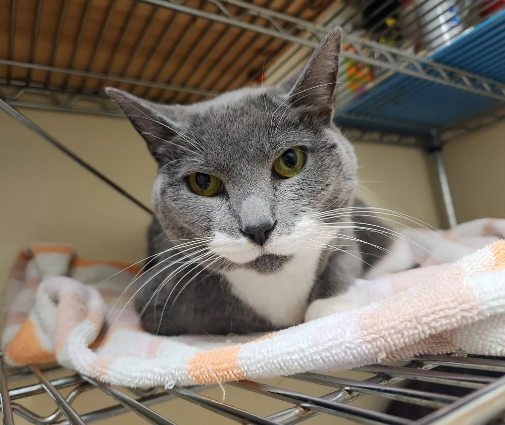 Our Team — Brush College Animal Hospital