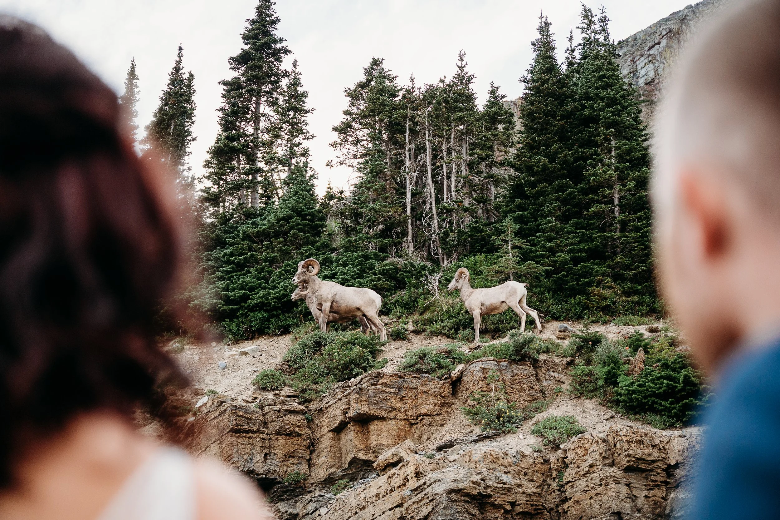 Two people are observing two mountain goats on a rocky hillside, with a dense forest of evergreen trees behind them.