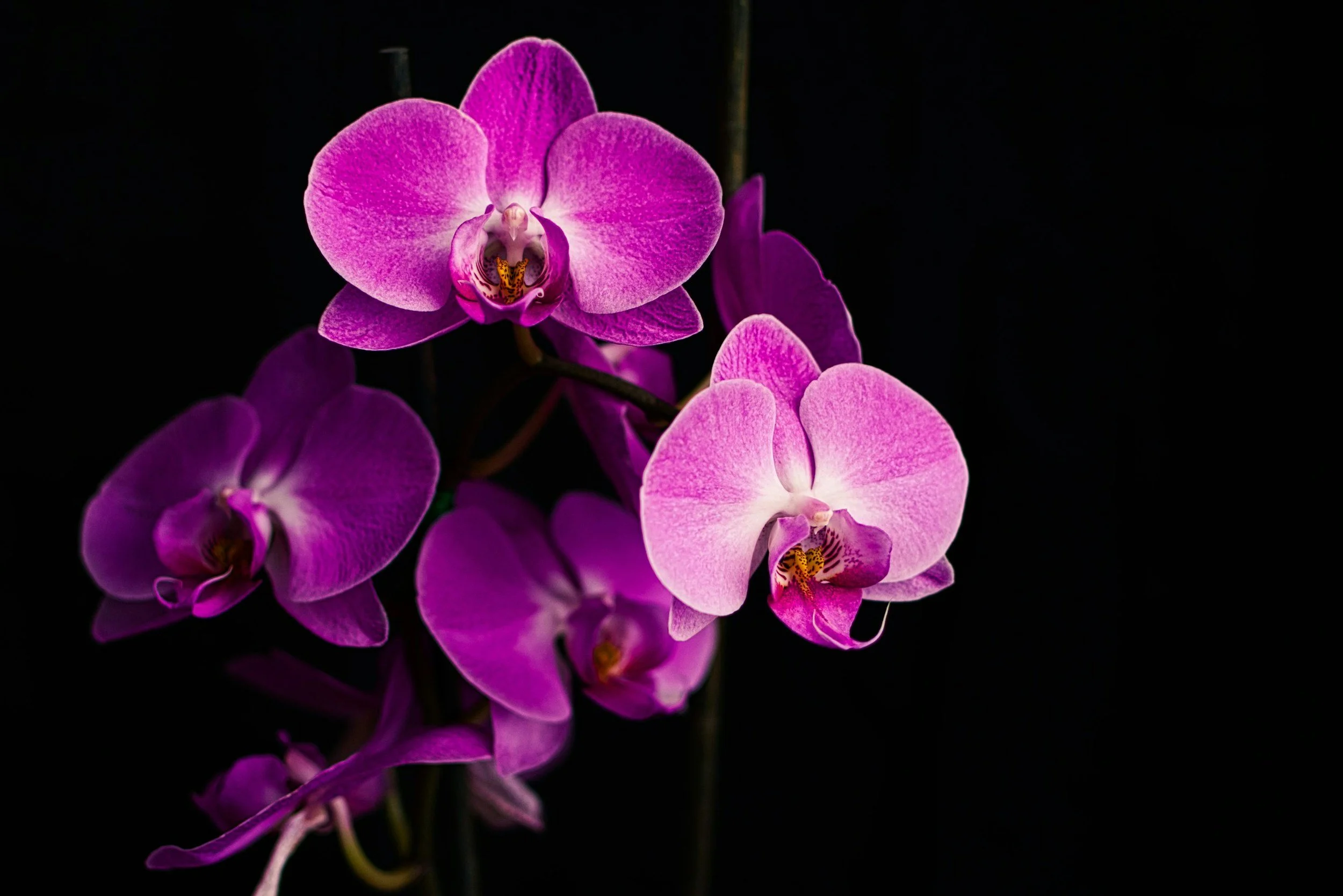 Pink and purple orchids on black background