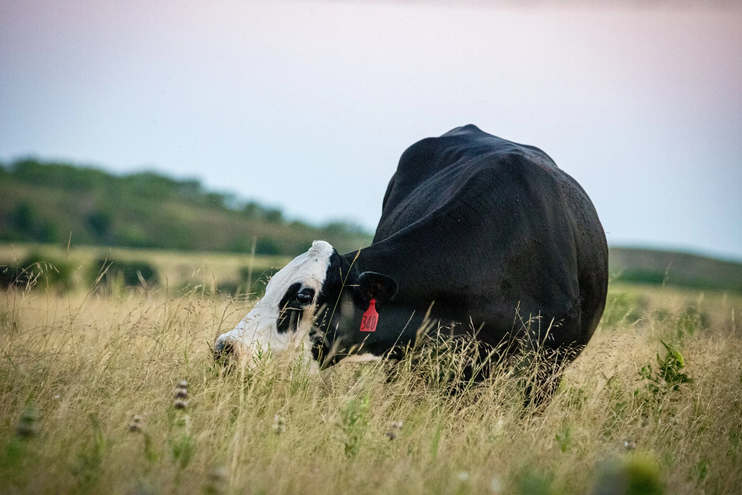 wakeland road baldy.jpg