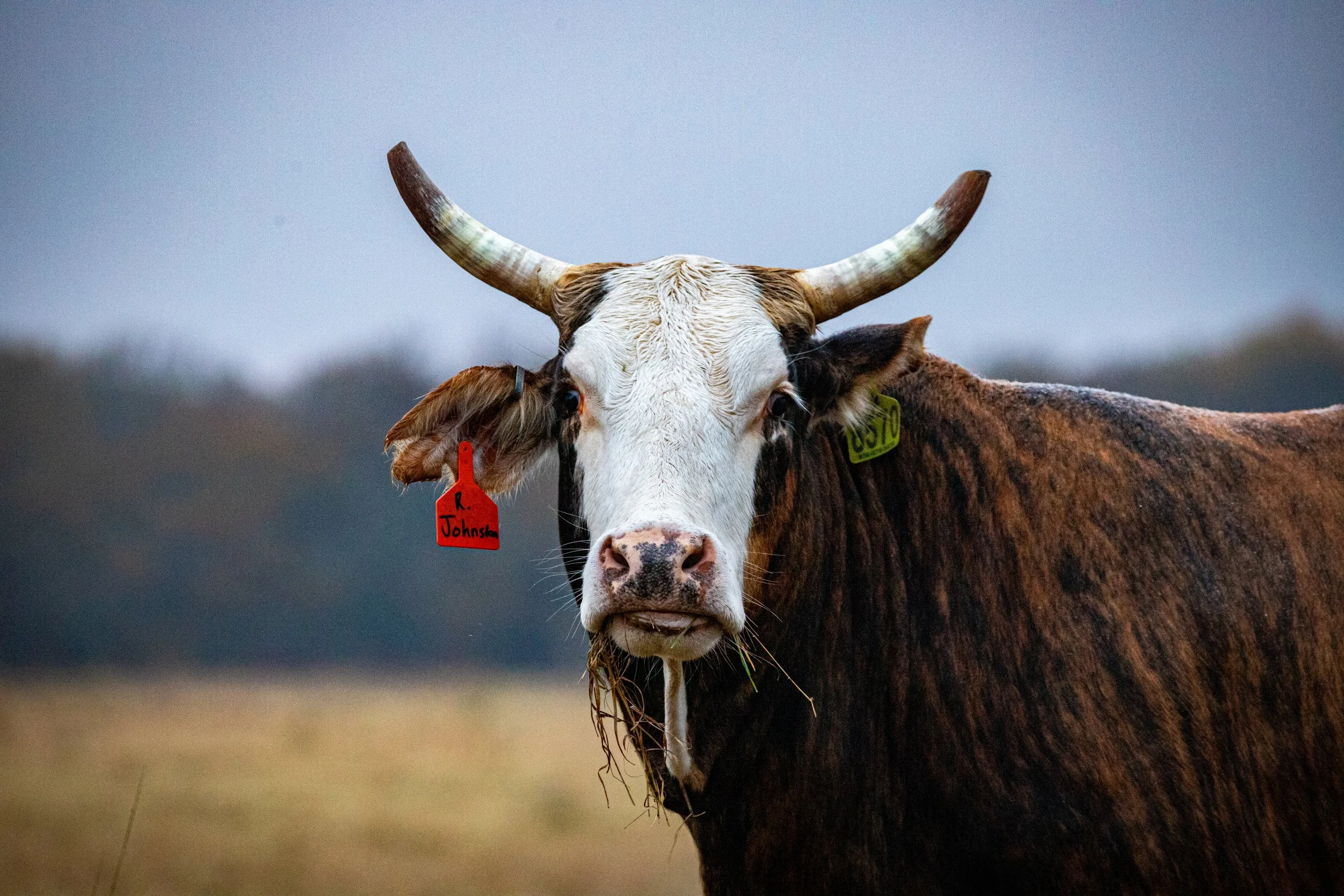 horned cow.jpg