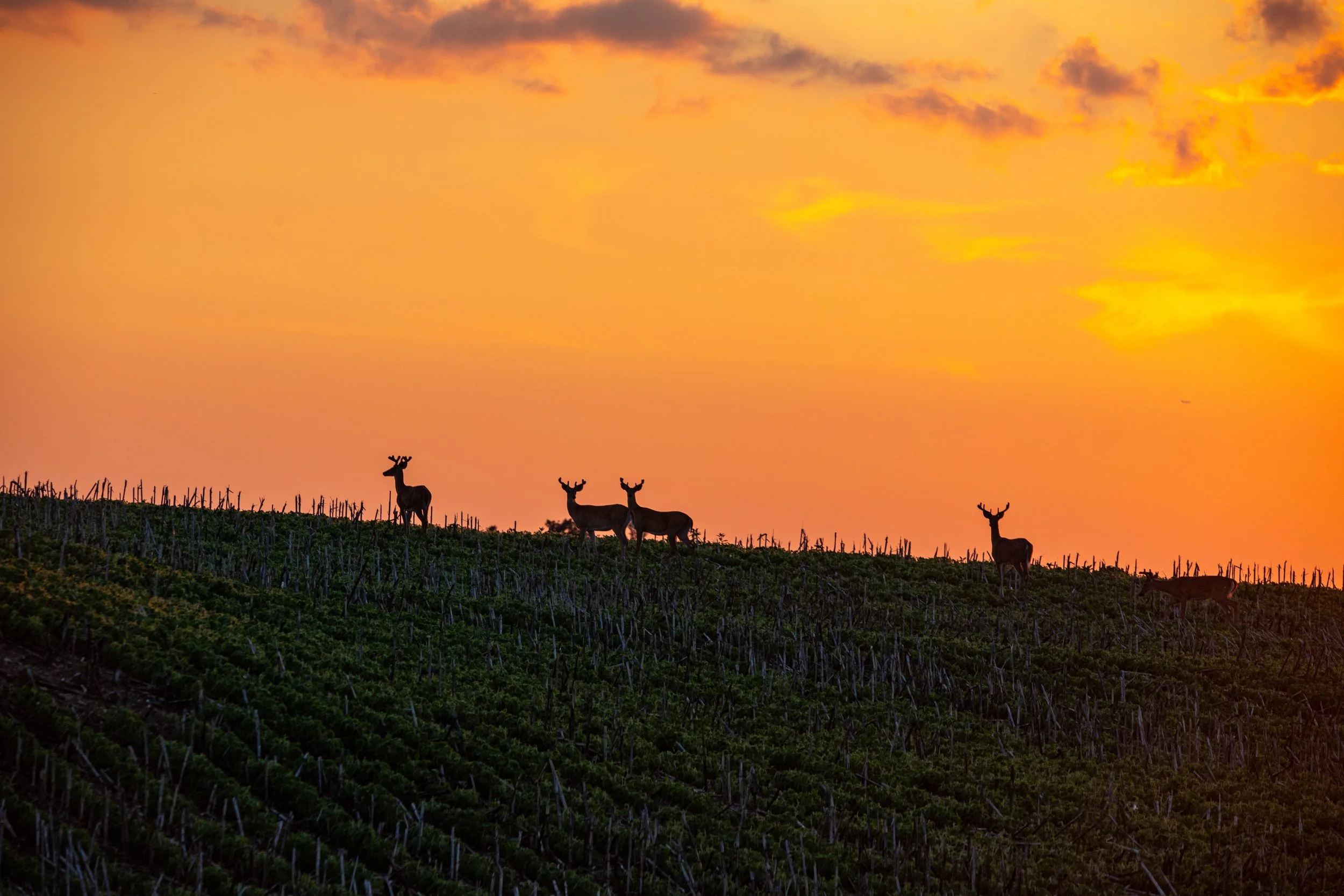 whitetail sunset.jpg