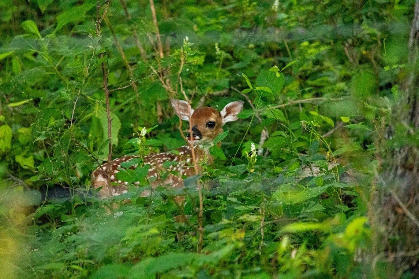 fawn.jpg