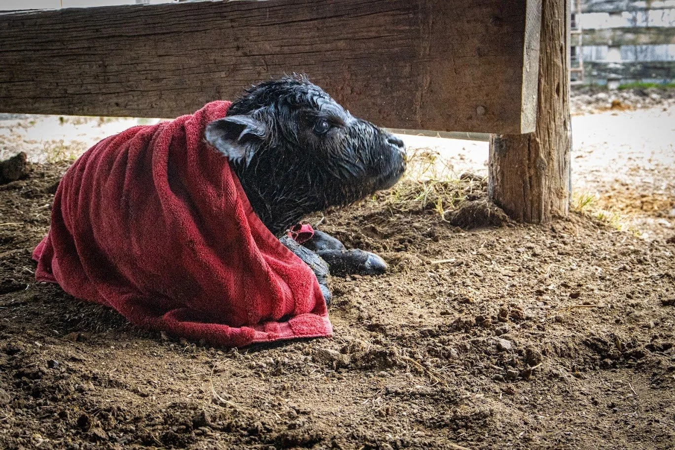 newborn calf.jpg