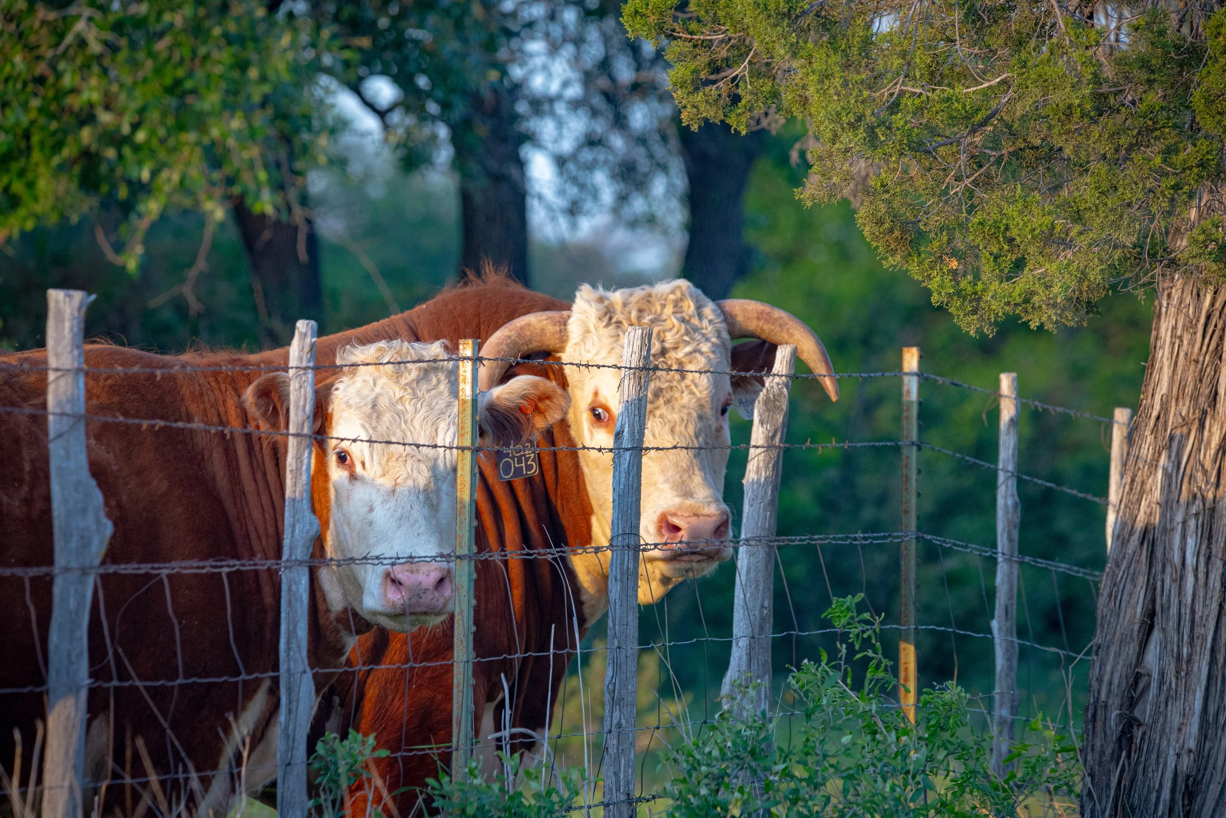 bull behind fence.jpg