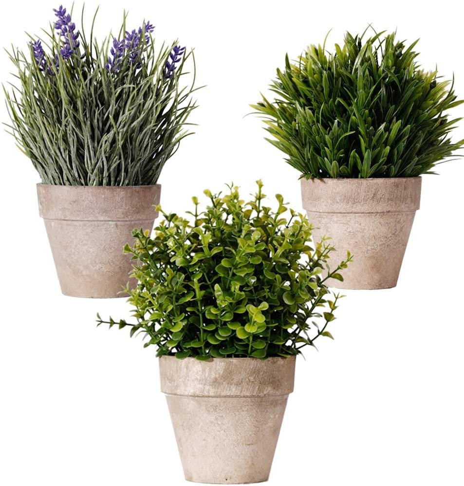 Mini Potted Plants