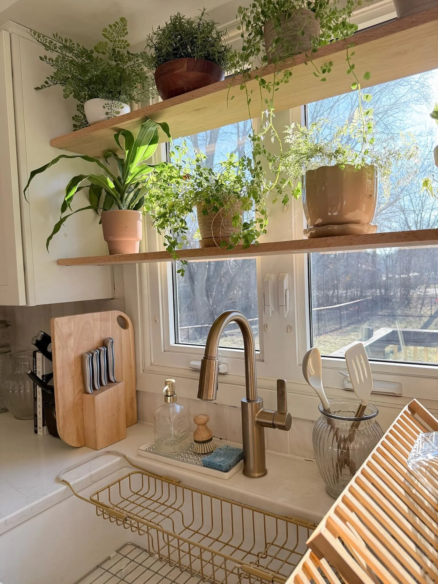 A little bit of spring, arriving early. #plants #home