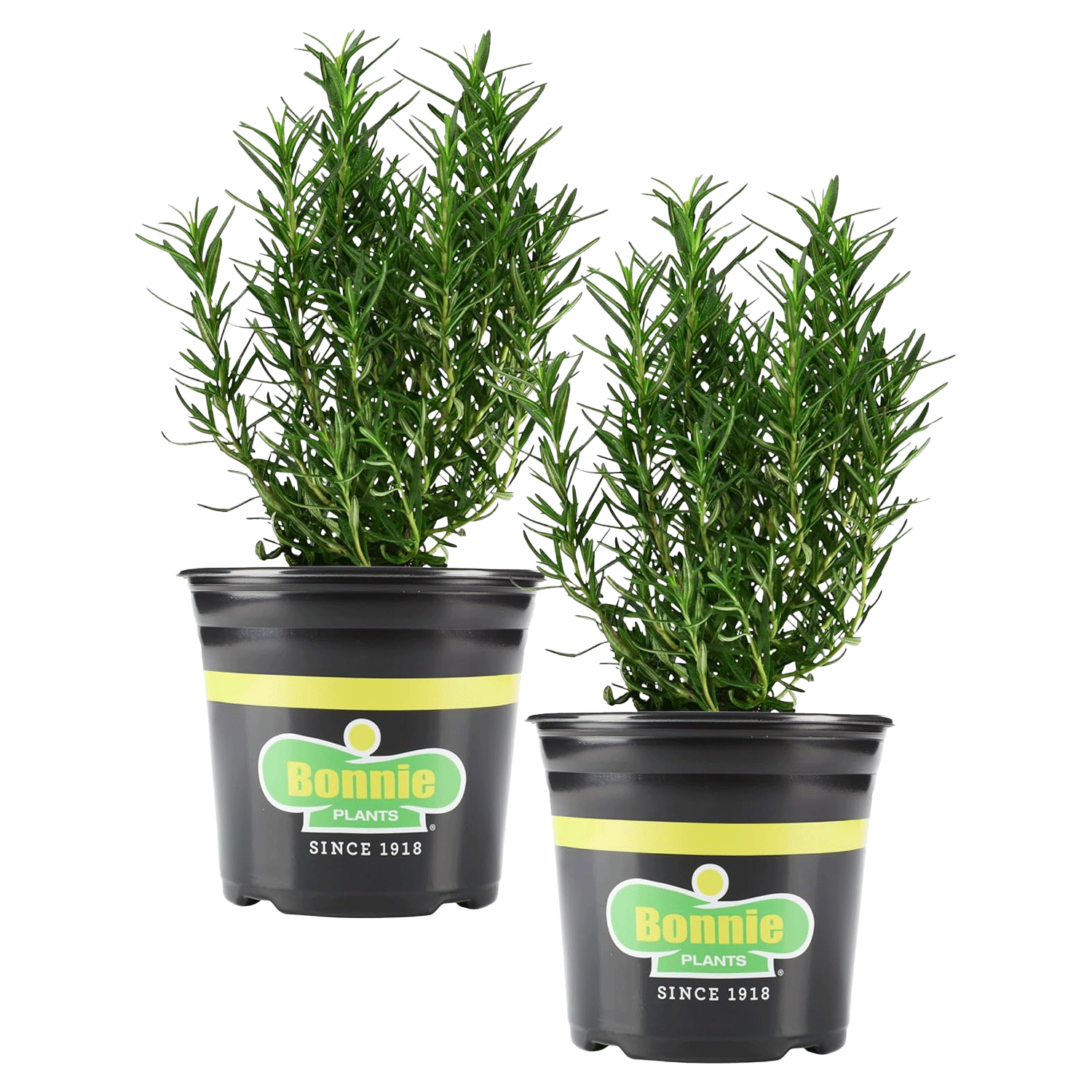 Rosemary Plant