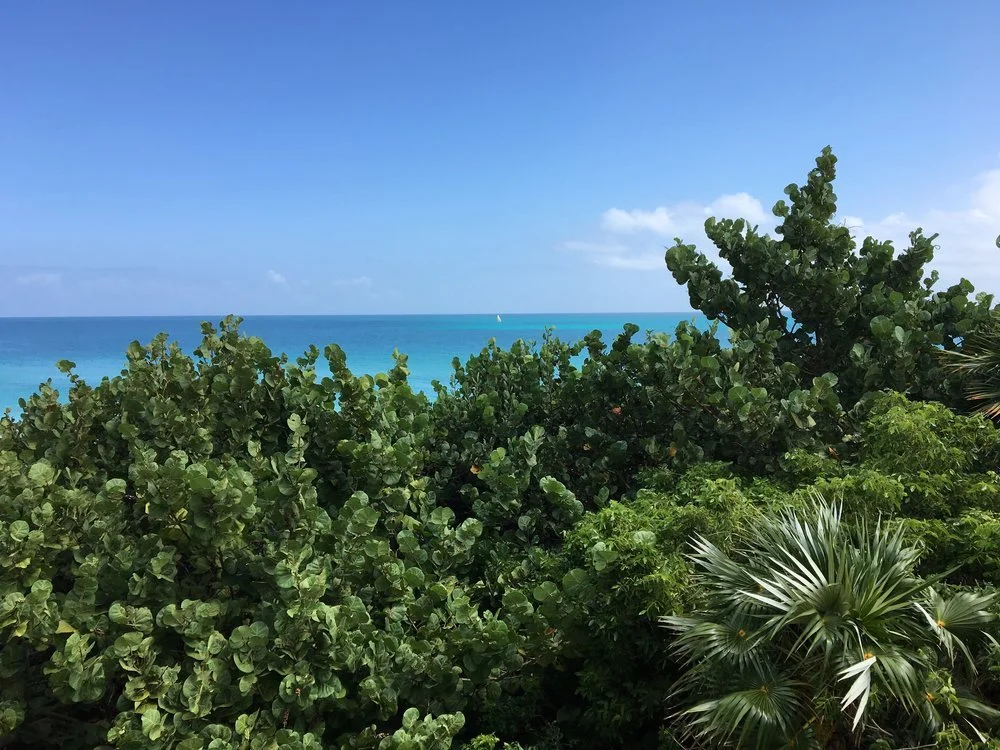 View of green tropical bushes and trees overlooking the ocean with a clear blue sky and a small sailboat in the distance