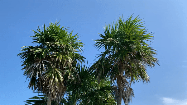 Two palm trees under a clear blue sky.