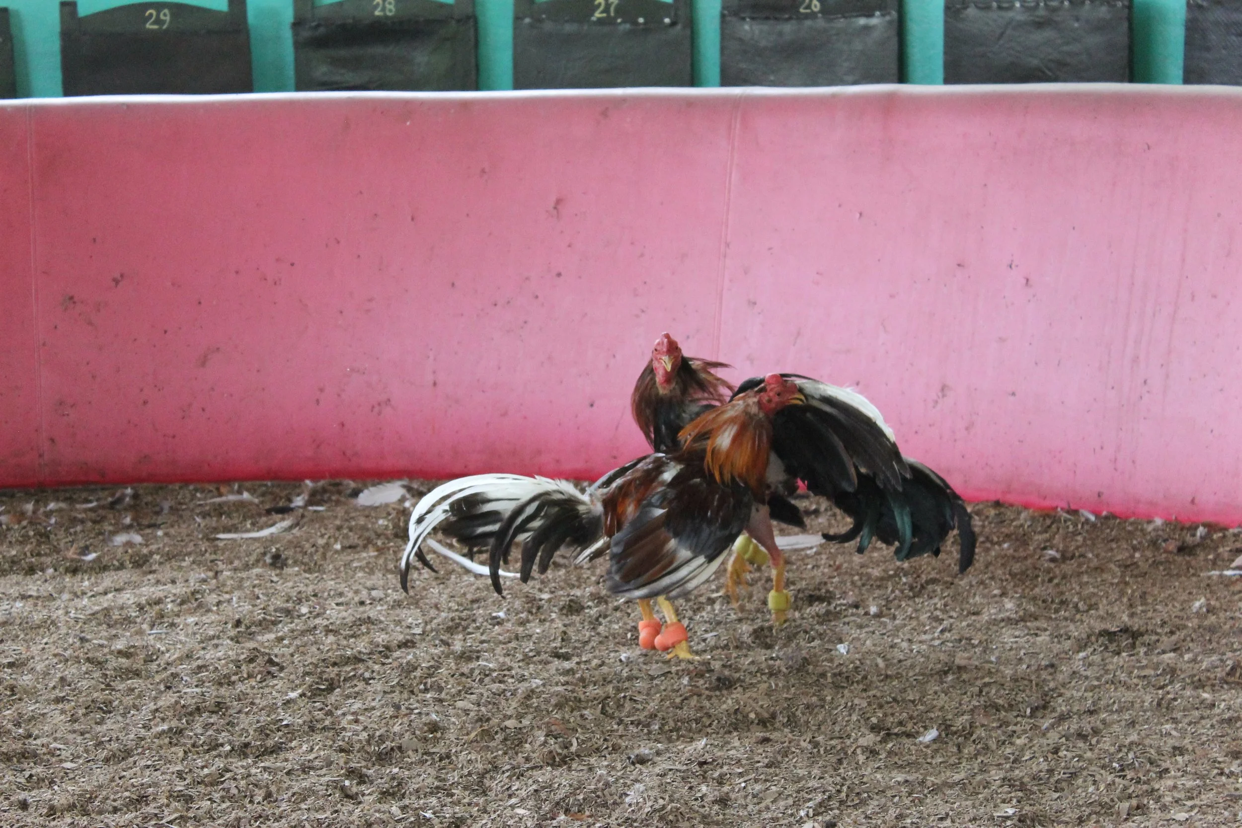 Three roosters with colored leg bands in an outdoor pen with dirt ground and a pink barrier wall.