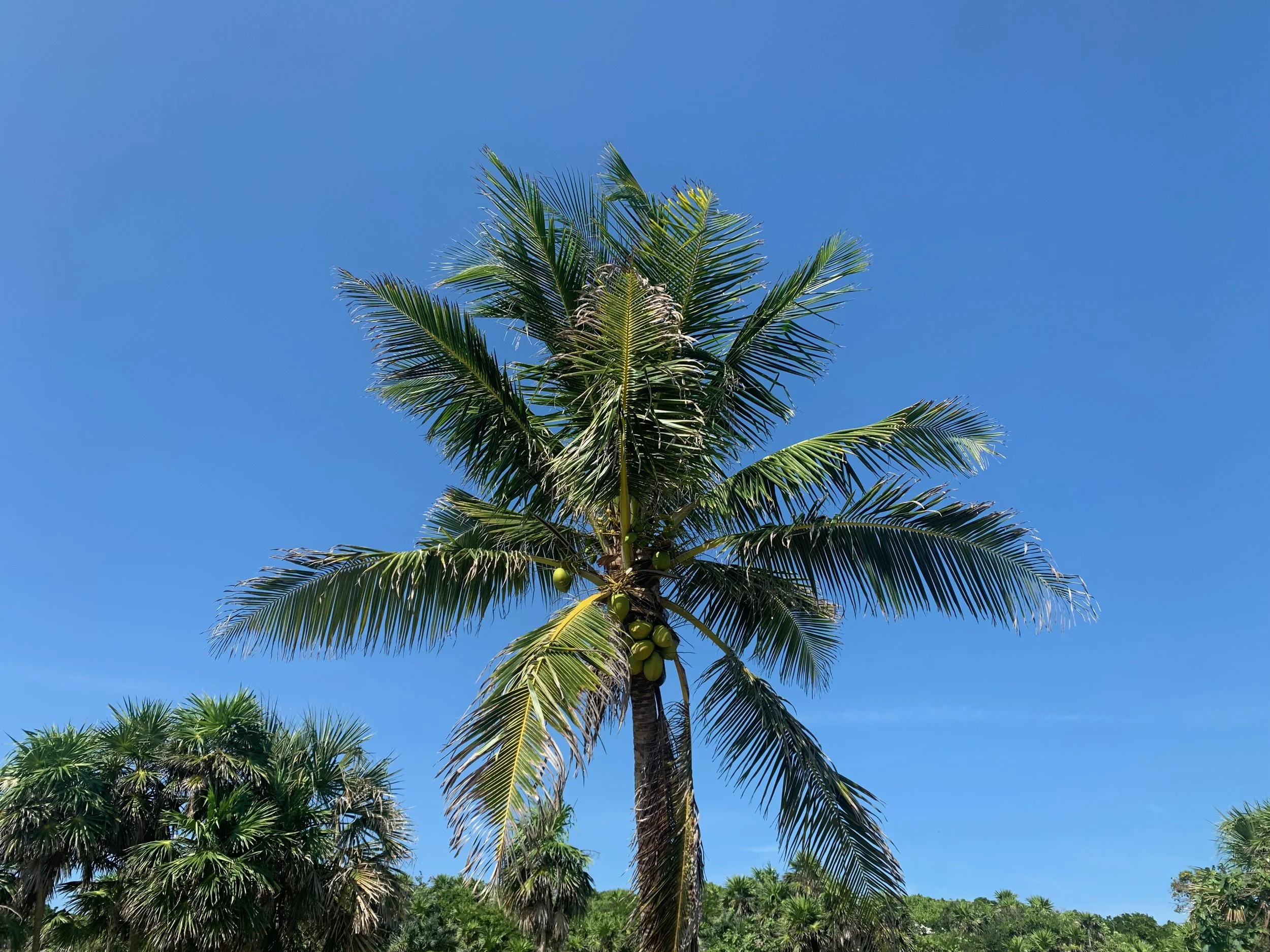 A tall palm tree with green coconuts hanging from its trunk, set against a bright blue sky with a few scattered clouds, surrounded by other green palm trees.