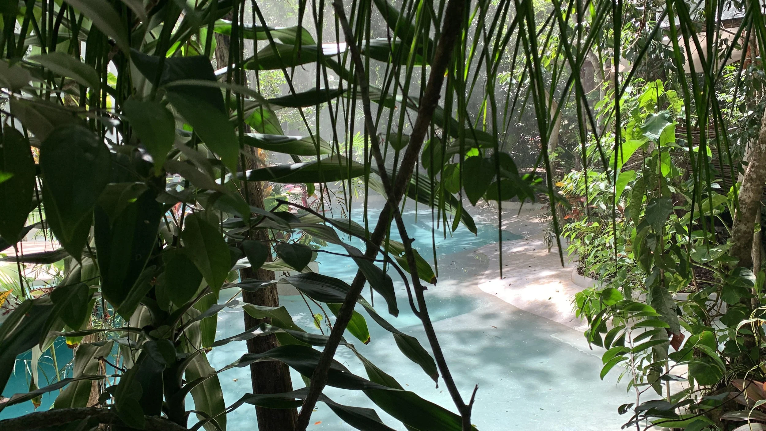 A tropical garden with a pond, lush green leafy plants, and filtered sunlight through the foliage.