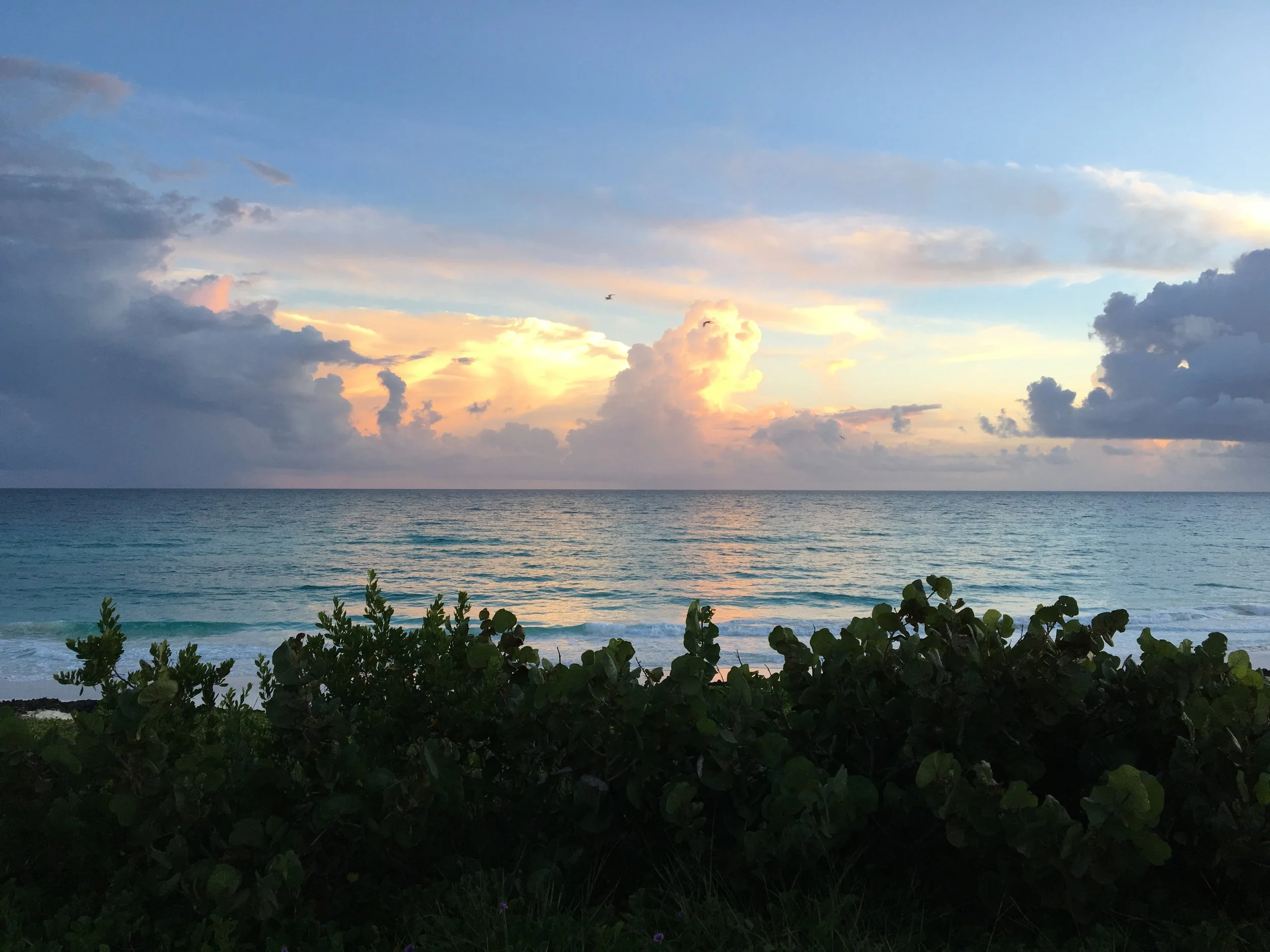Sunset over the ocean with a partly cloudy sky and green bushes in the foreground.
