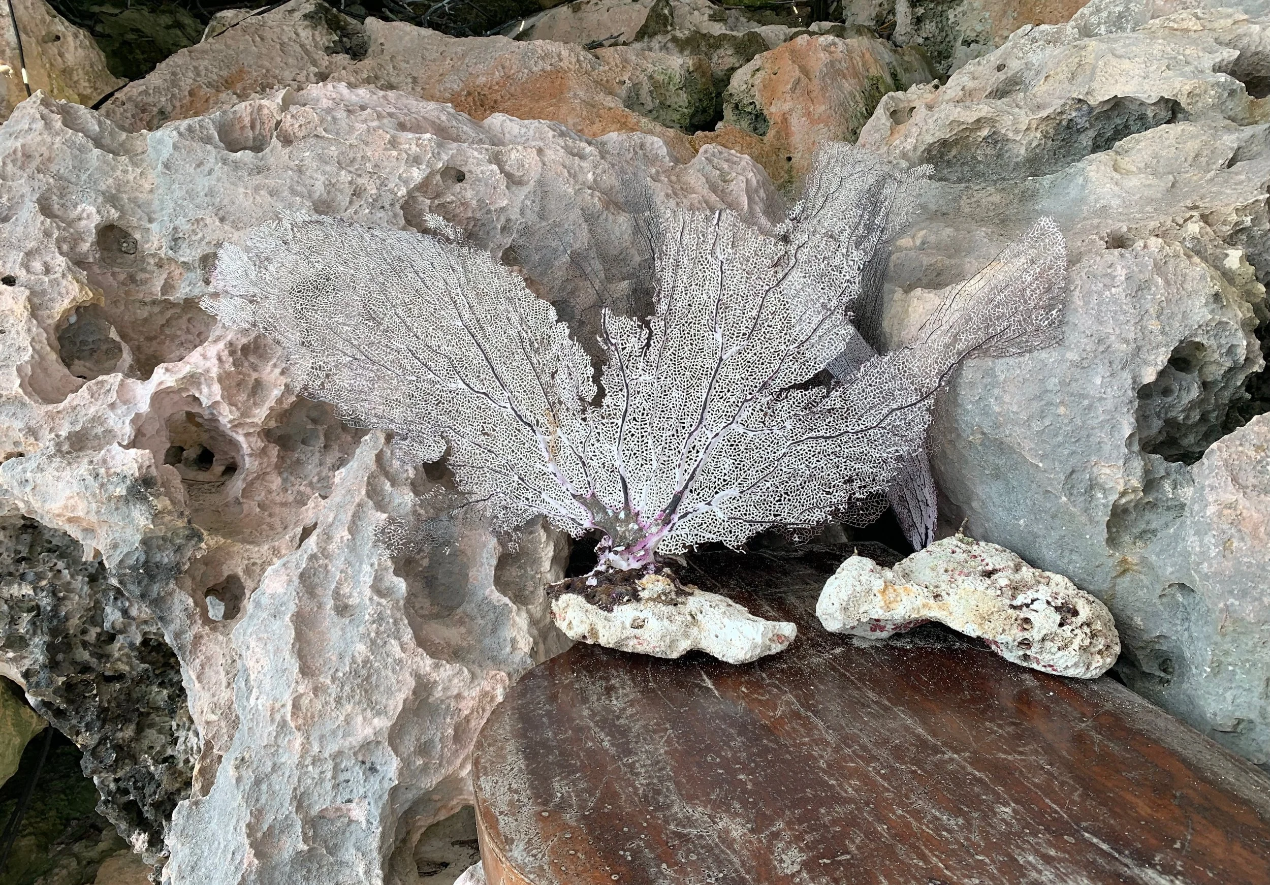 A delicate white sea fan coral with intricate lace-like branches resting on a piece of rock, surrounded by rough textured rocks with small holes and crevices.
