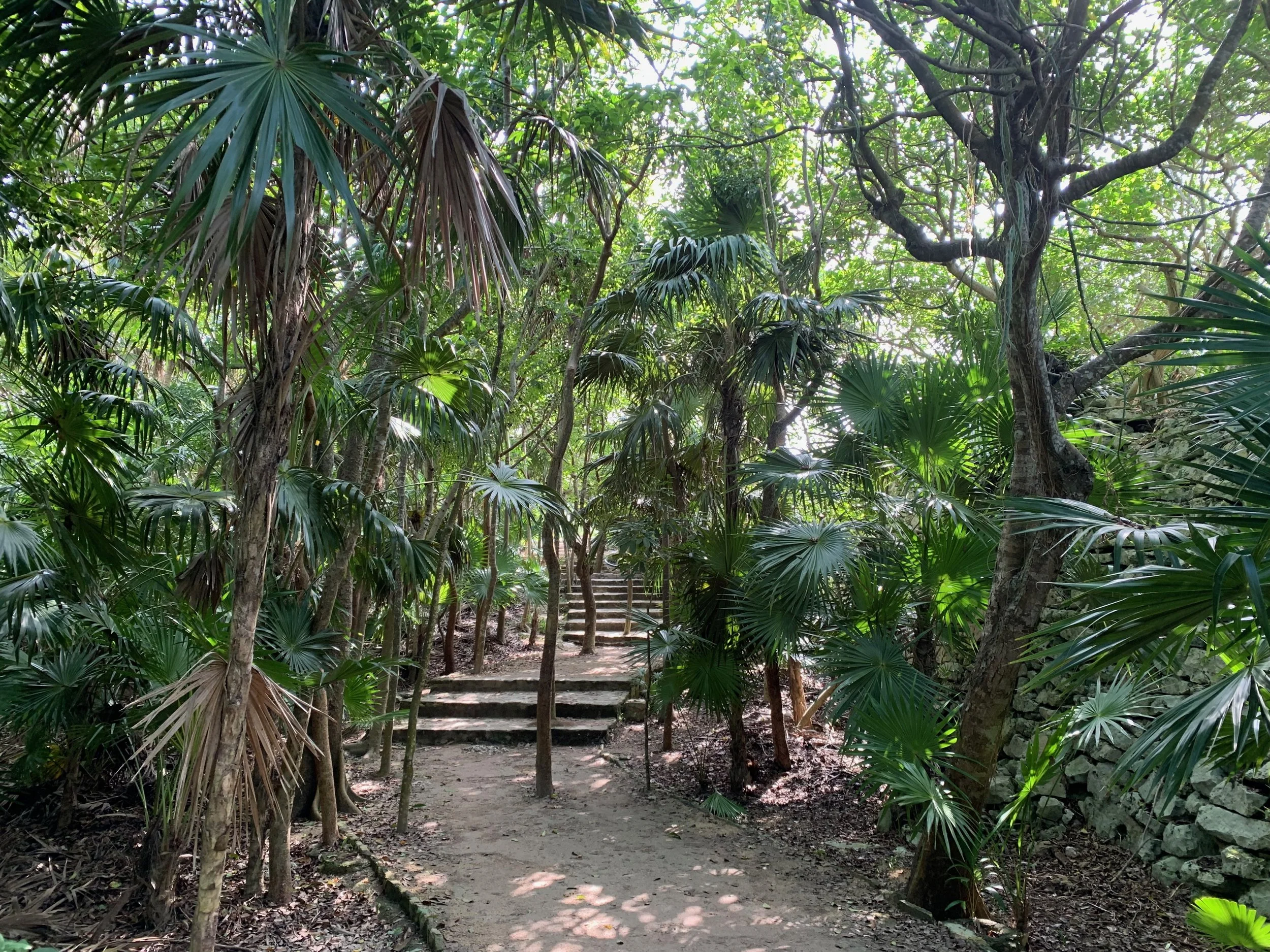 A forest pathway with stone steps surrounded by lush green tropical plants and trees, with sunlight filtering through the leaves.