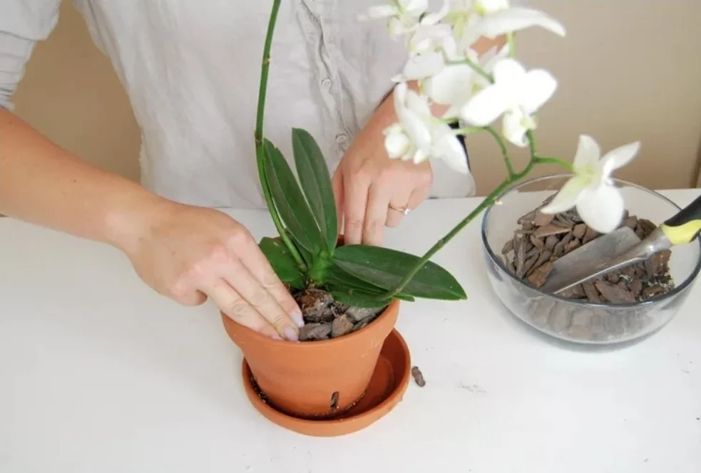Introduction to Orchid Care and Repotting