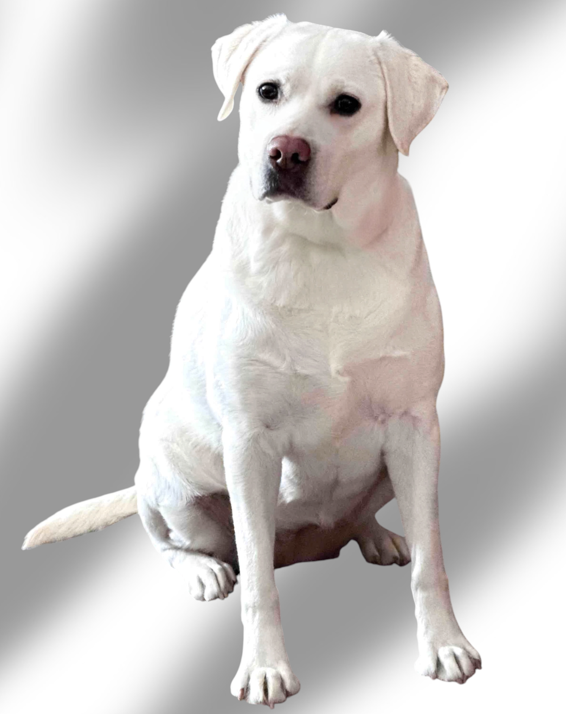 White English Labrador Retriever expecting all English Lab puppies with dark eyes, black nose