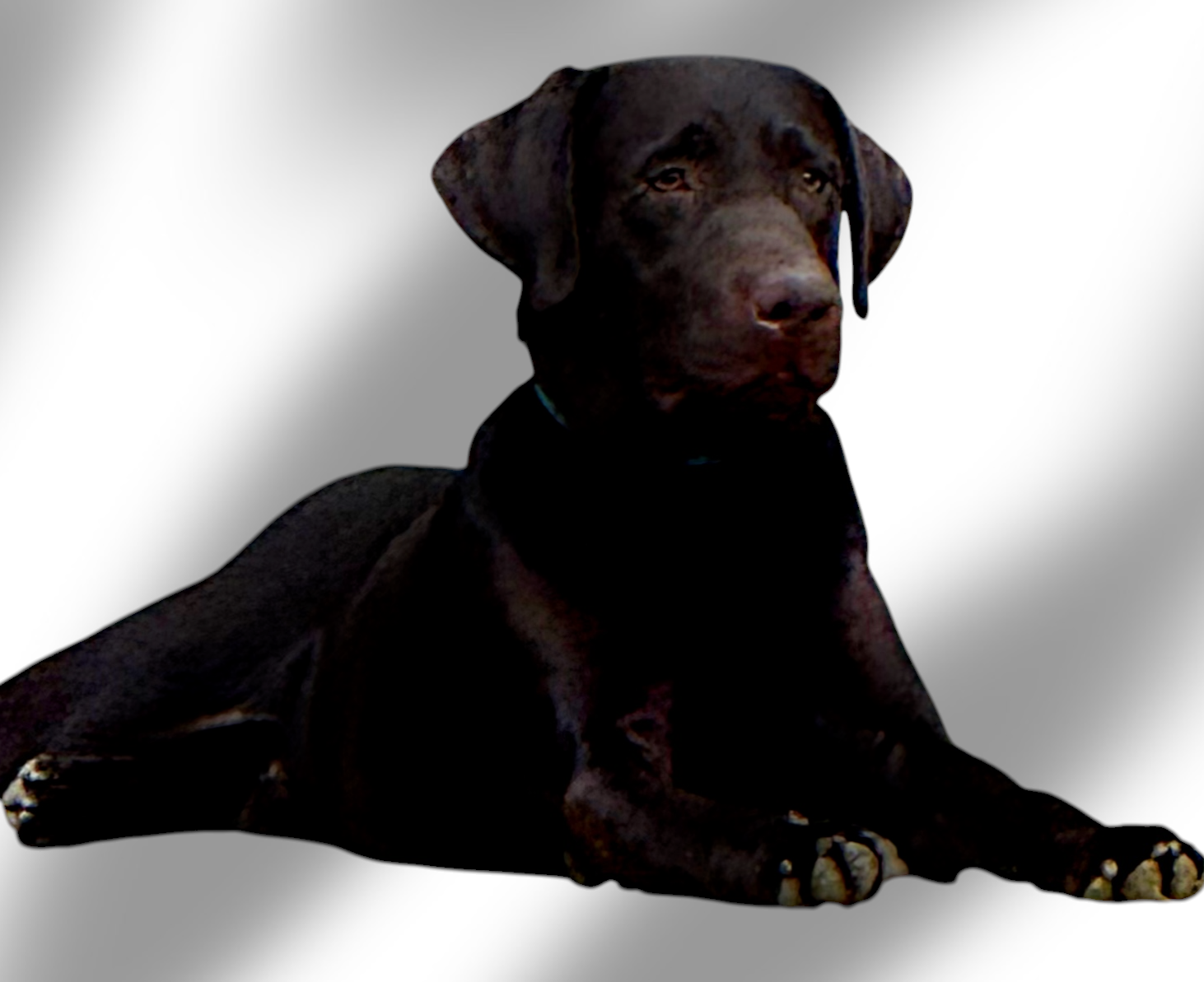 Chocolate English Labrador Puppies expected soon!