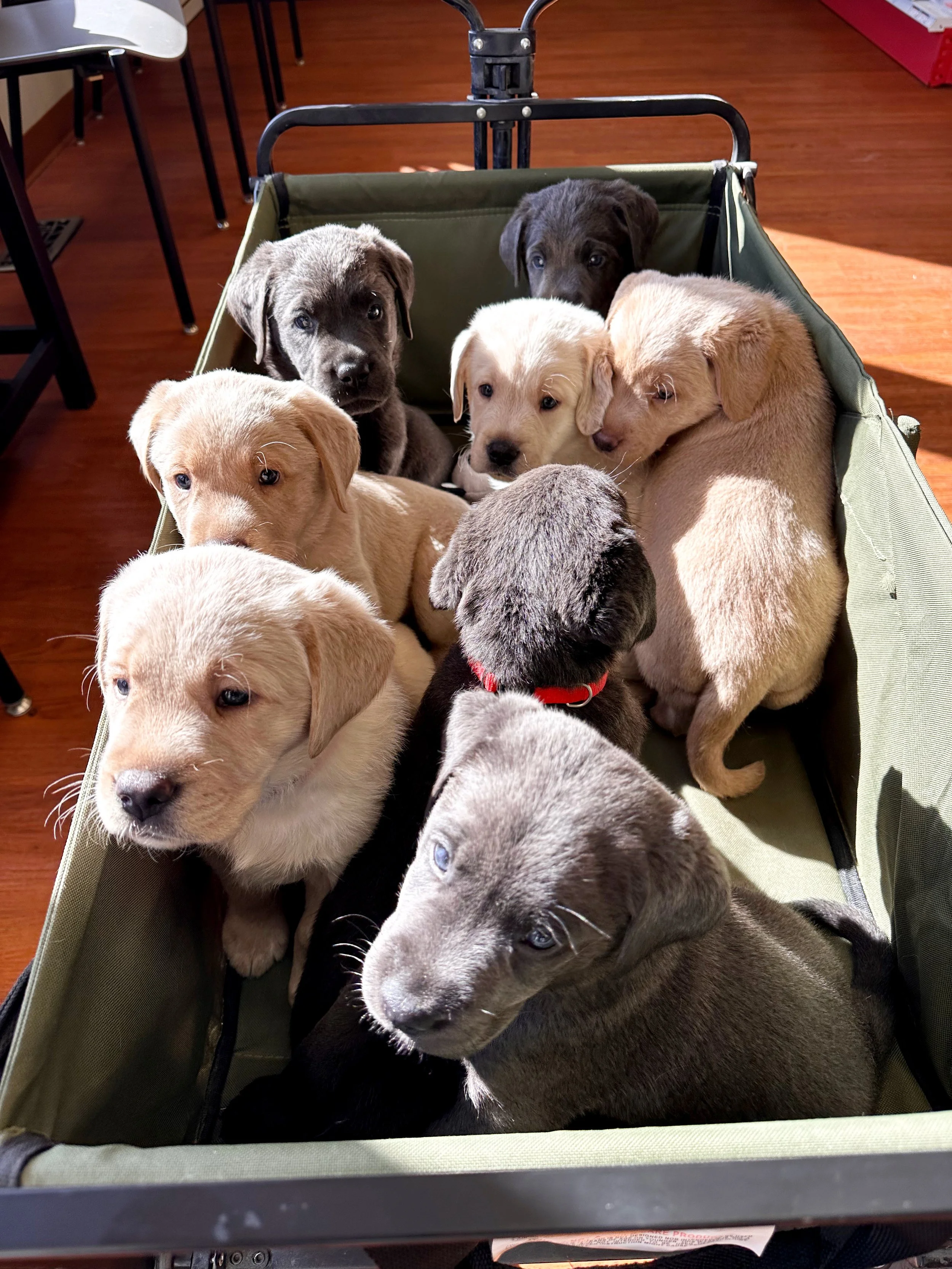 Farewell to Winter Weather and Ellie’s Puppies