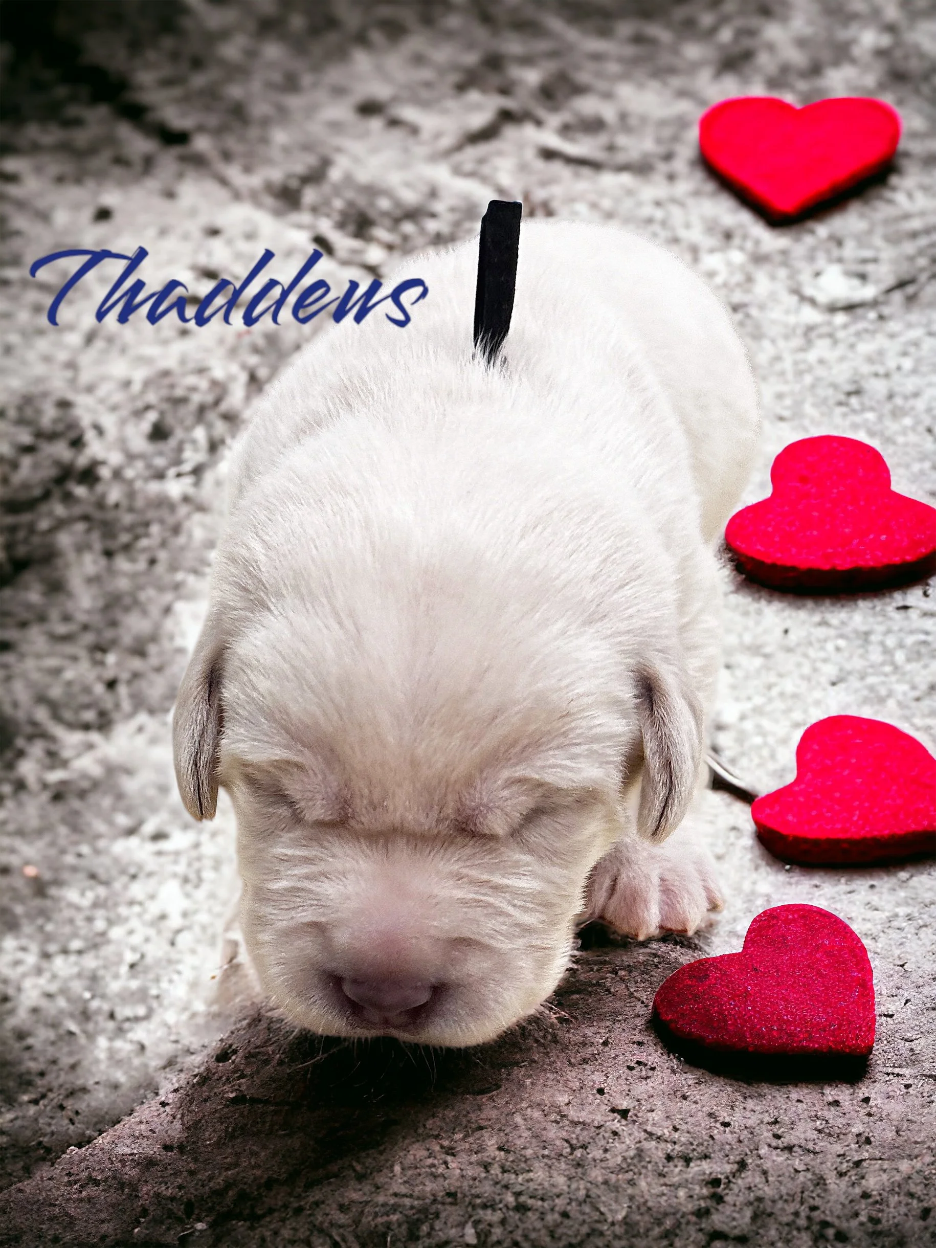 Raw Feeding with PawTree's Freeze Dried Raw Food