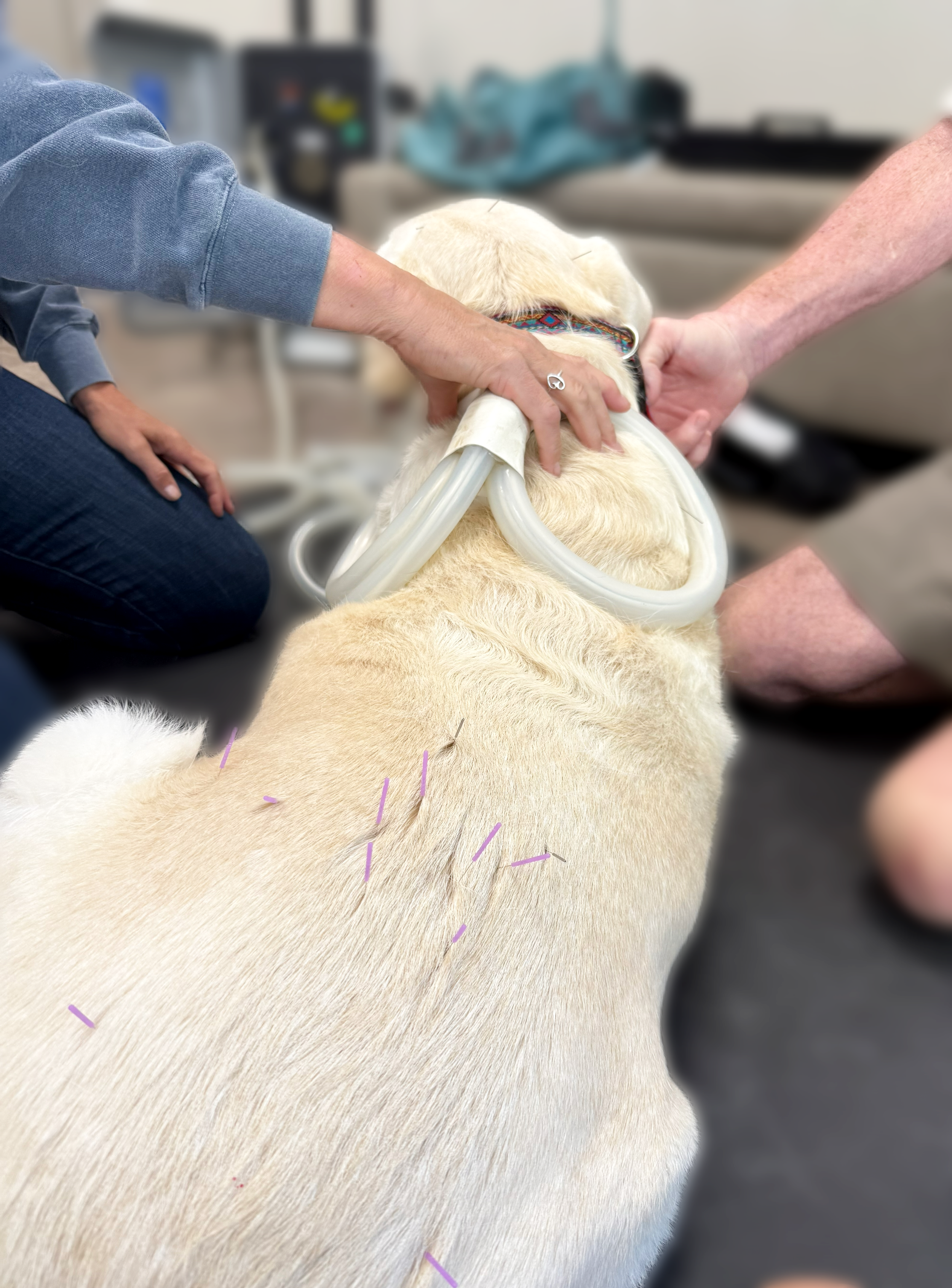 Enhancing the Golden Years of Your Aging Dog