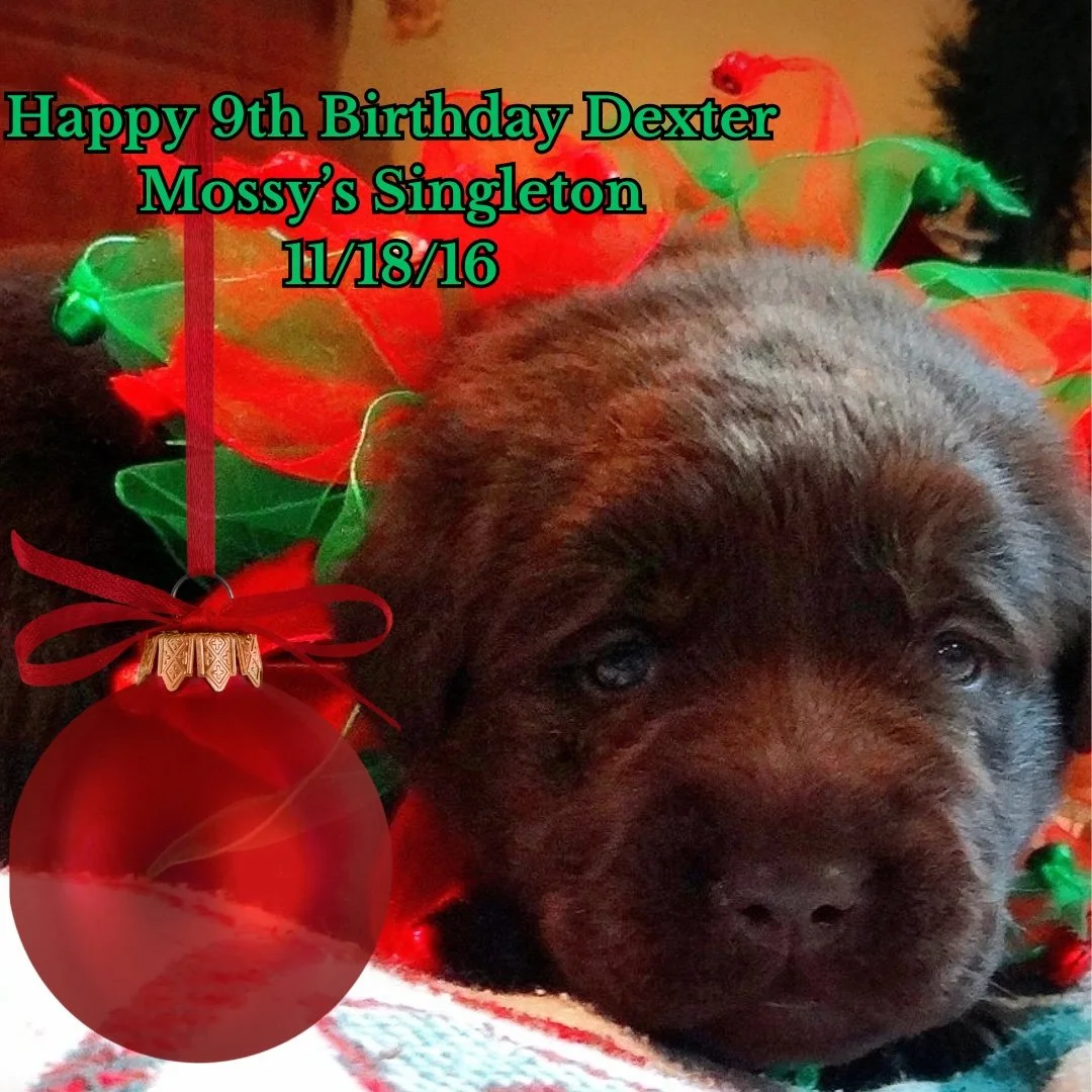 Happy Birthday Dexter! I remember the first day your dad met you was one of the worst snowstorms of the winter!