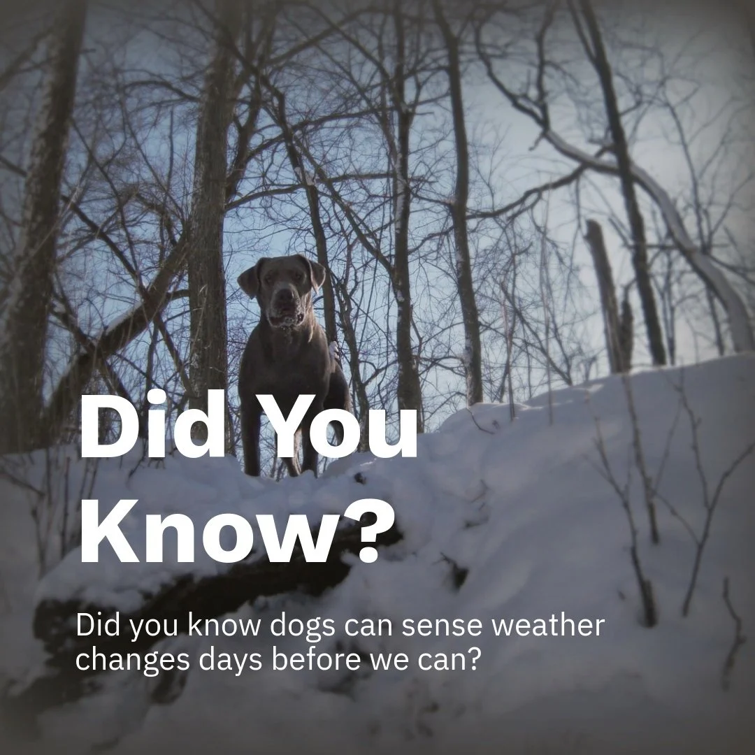 Ever notice your Lab act different before a storm? They can sense pressure shifts, changes in the air, and even distant thunder long before we do. Their instincts are incredible. 🌧️🐾
#CaveInnLabradors #LabradorLife #DogsJustKnow #WeatherWise #Labra