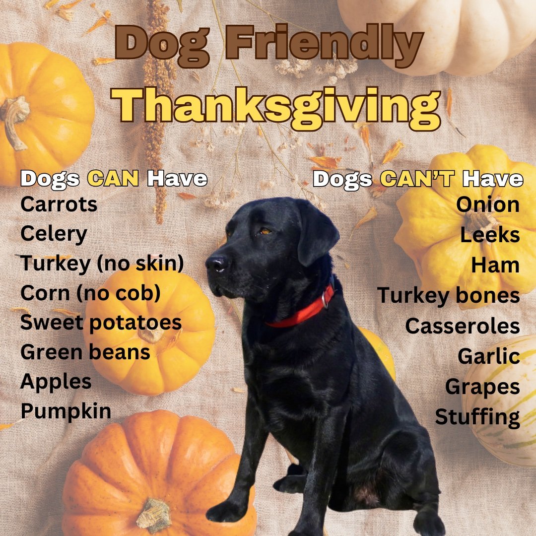 🦃🍂 A Dog-Friendly Thanksgiving!
Keep pups safe and included this holiday&mdash;offer dog-safe treats, skip the table scraps, and create a cozy spot away from the hustle and bustle. Wishing you and your four-legged family a happy, tail-wagging Thank