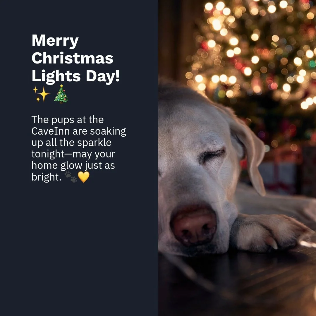 There&rsquo;s something magical about Christmas lights&mdash;how a simple string of twinkling bulbs can turn an ordinary evening into a moment of joy. Here at the #CaveInn, our Labs feel it too. ✨🐾
#christmas2025