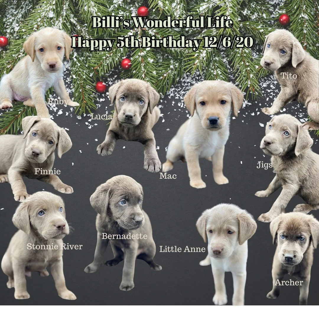 It's a Wonderful Life with these puppies! Happy Birthday kids! #CaveInn #Wonderfullife