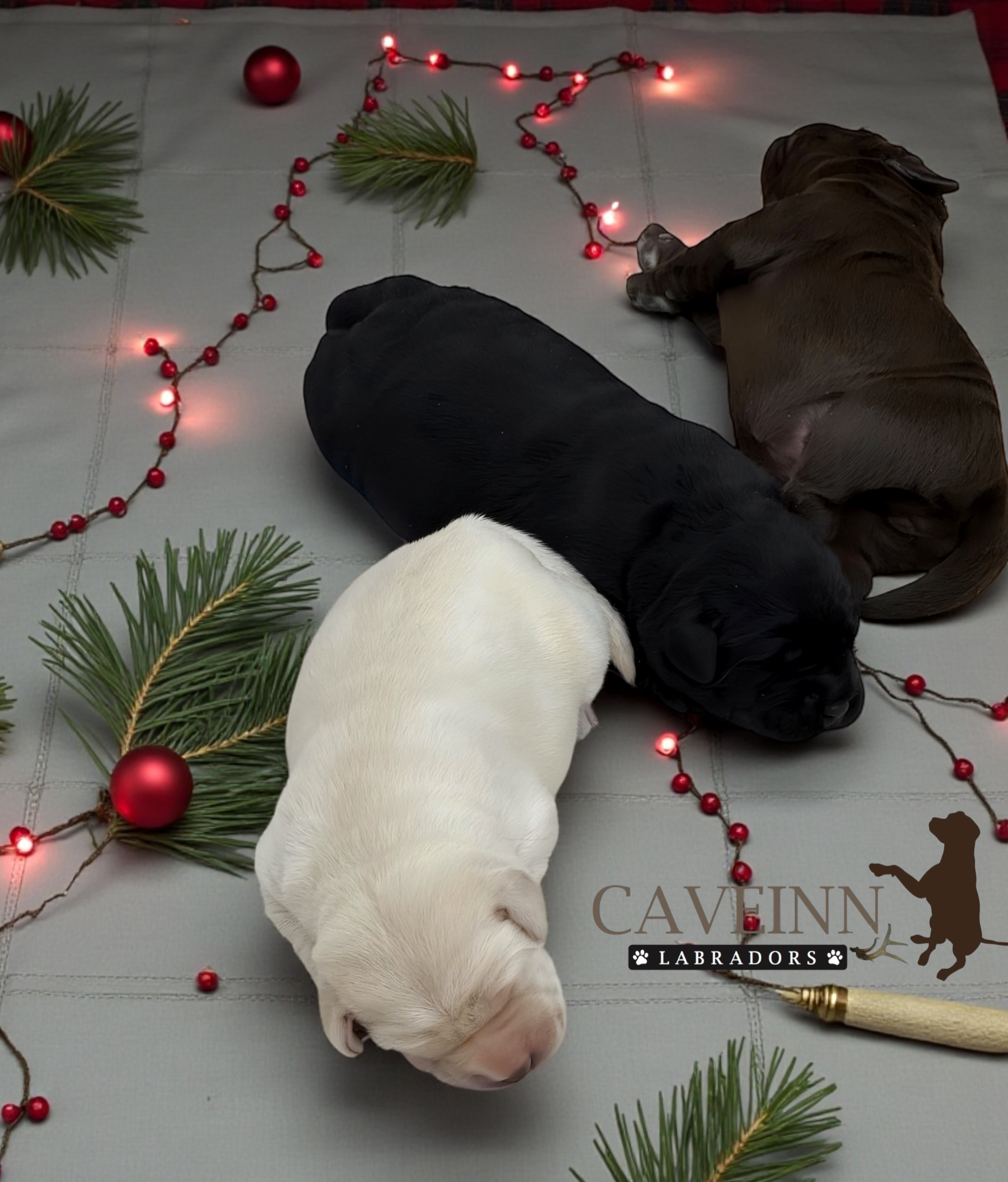 Reflecting on a Year of Gratitude with CaveInn Labradors