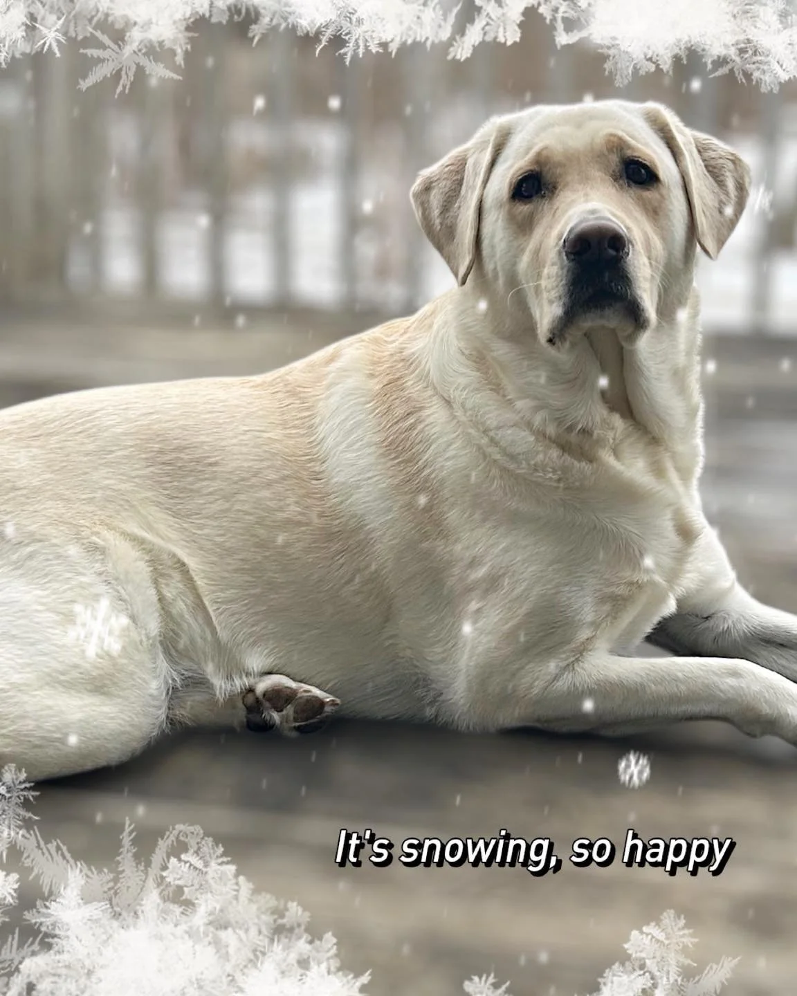 Labradors ❤️ love the ❄️ snow. This beautiful girl relishes the white fluffy blanket of snow ⛄️. 

Post your favorite snow pictures with your Labrador! 

#caveinnlabradors #wintermood
