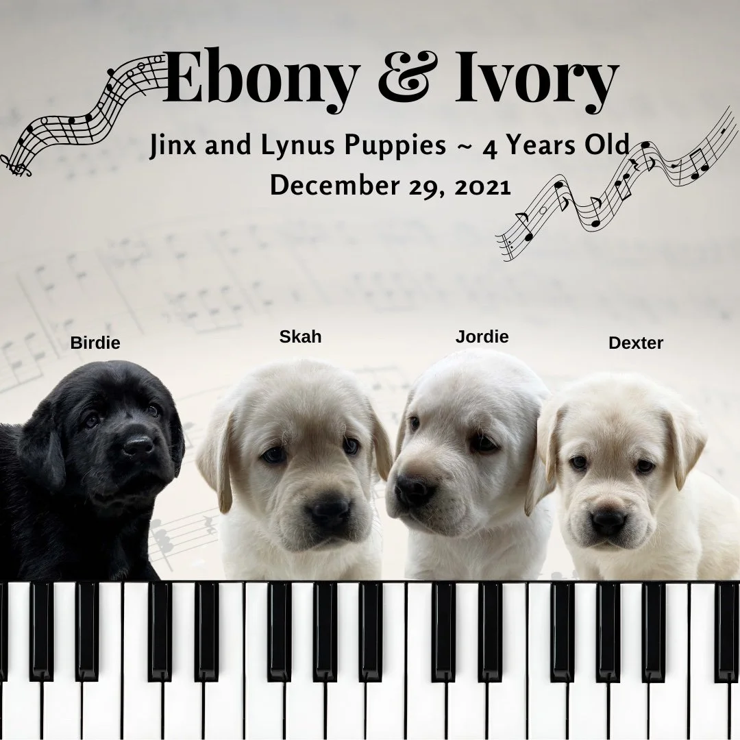 Happy 4th Birthday to #EbonyandIvory kids from the #CaveInn. #labsofinstagram