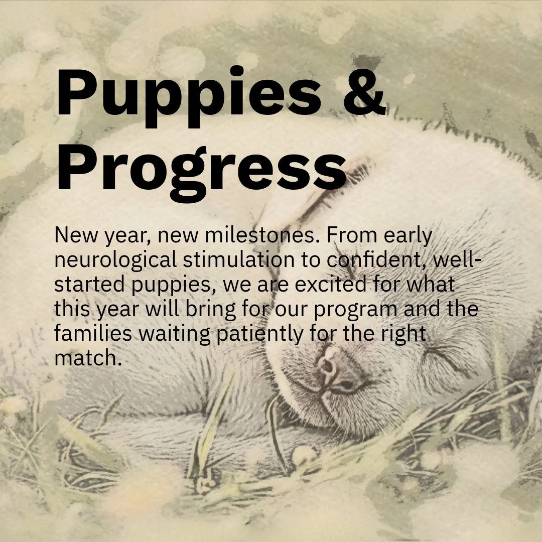 New year. Same standards. Same commitment.
Here&rsquo;s to healthy dogs, happy families, and Labradors bred with purpose.
#CaveInn #labradorlove