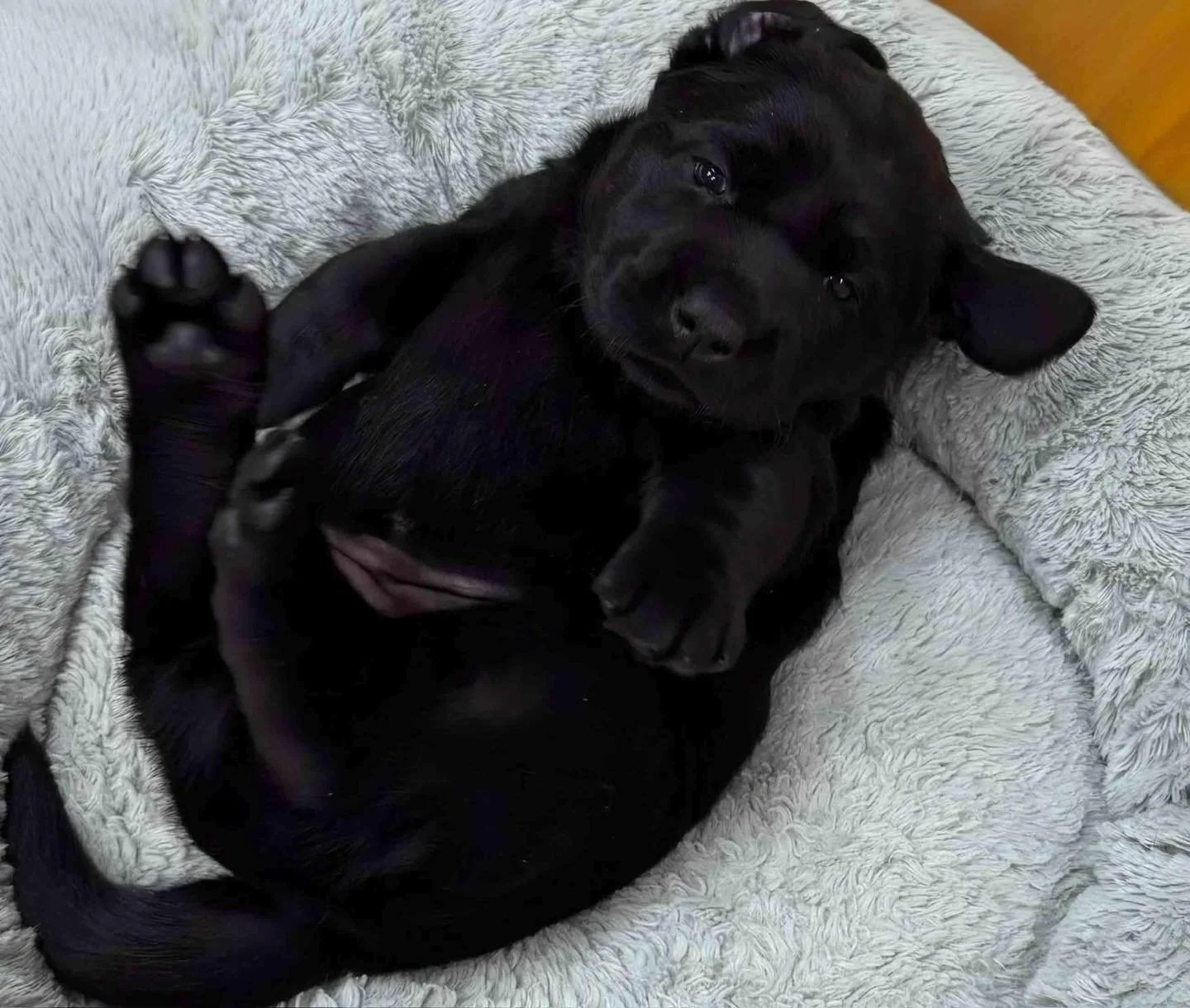 CaveInn&rsquo;s #Mayberry three are exhausted after the holidays 😴.