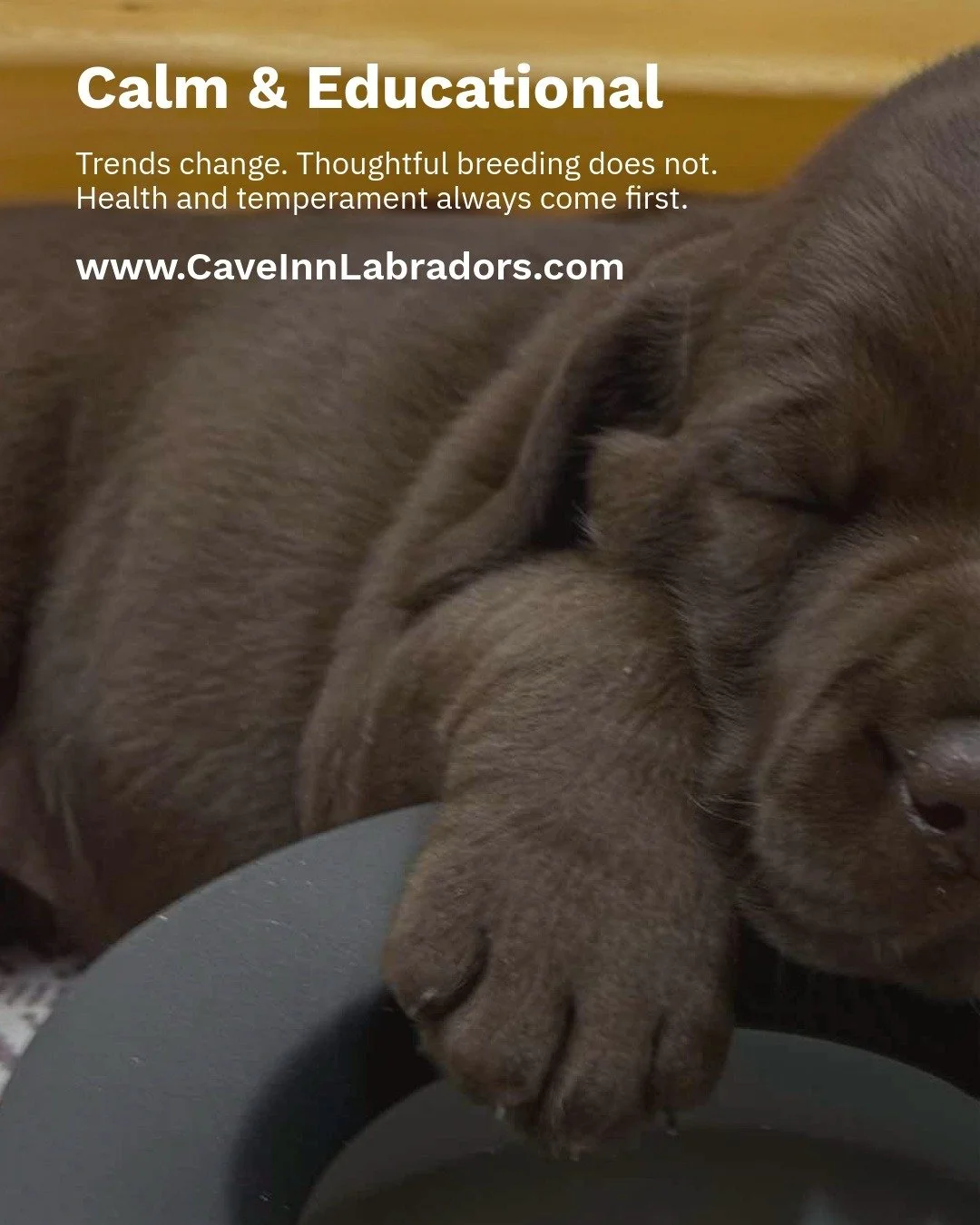 We don&rsquo;t follow trends&mdash;we follow what&rsquo;s right.
For our dogs, and the families who love them.