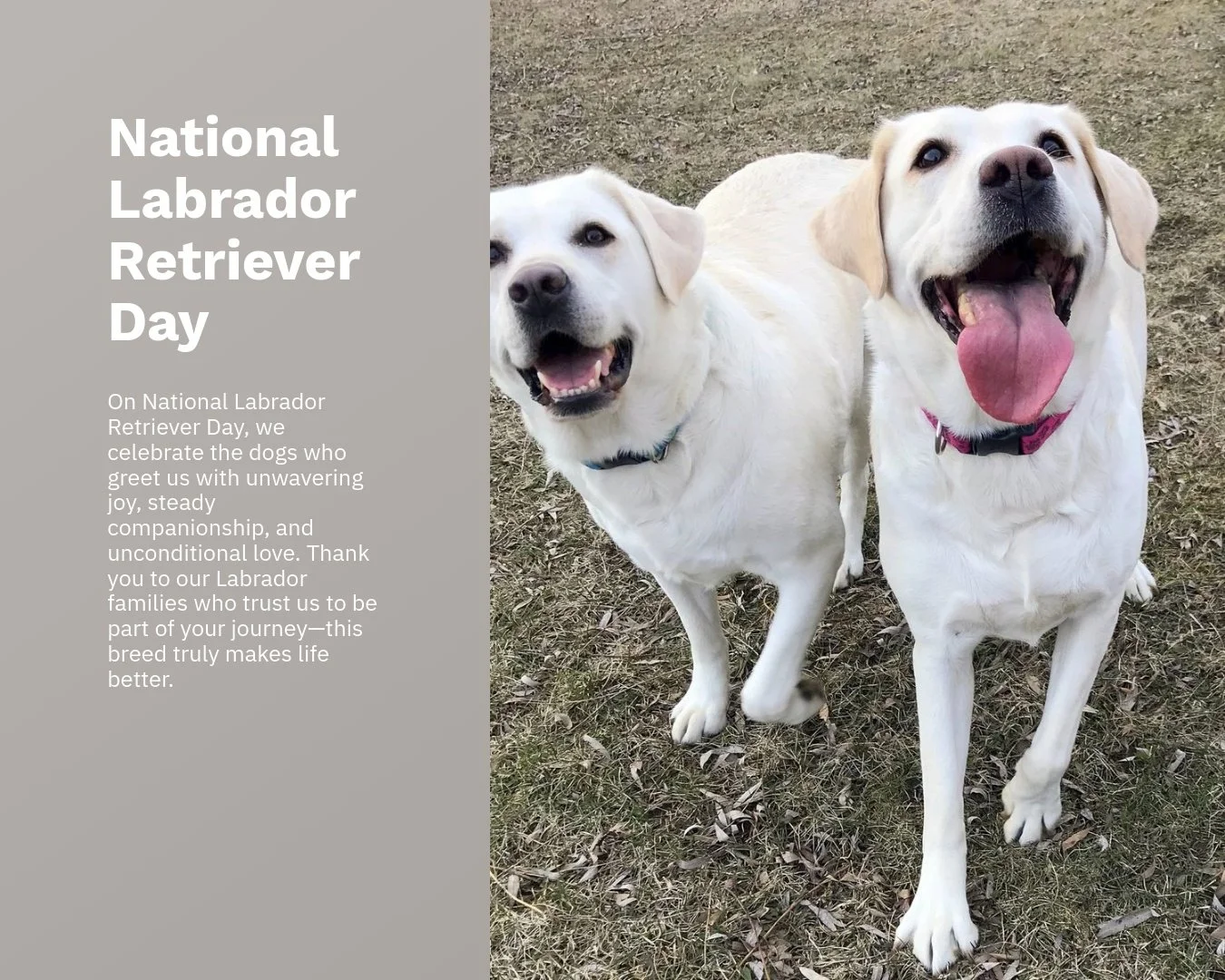 National Labrador Retriever Day 🤍
Bred with purpose. Raised with intention.
Because this breed deserves nothing less.