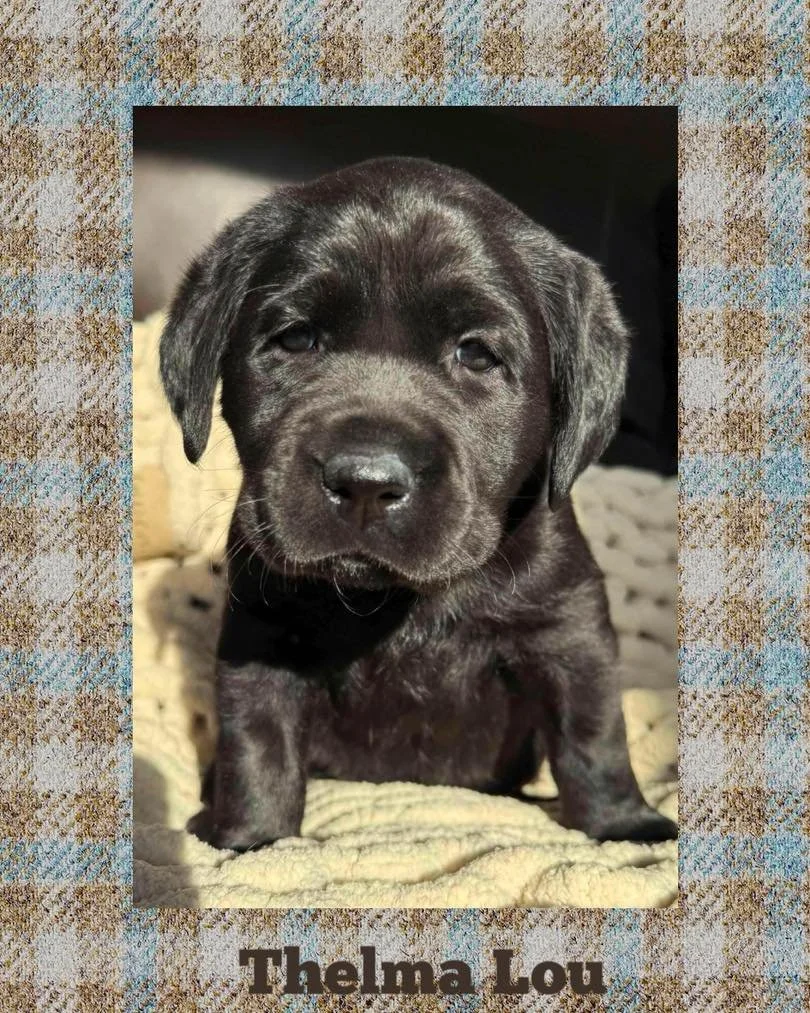 The #Mayberry kids are 5 weeks old today and all looking healthy at the #CaveInn.