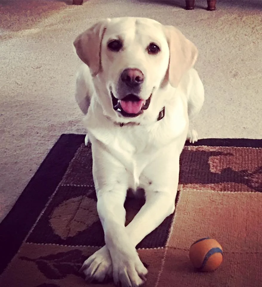 In Loving Memory of beloved Tula (2012–2026)