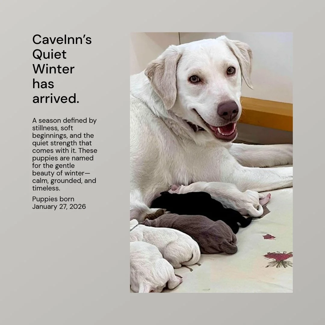 A quiet winter morning, a warm nest, and new life beginning softly. ❄️
Welcome to CaveInn&rsquo;s Quiet Winter.