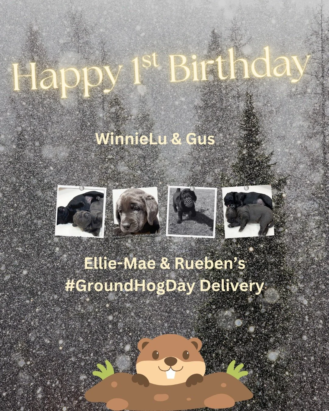 Happy 1st Birthday to Gus aka Chris and WinnieLu aka Ruth!
#GroundhogDay at the #CaveInn