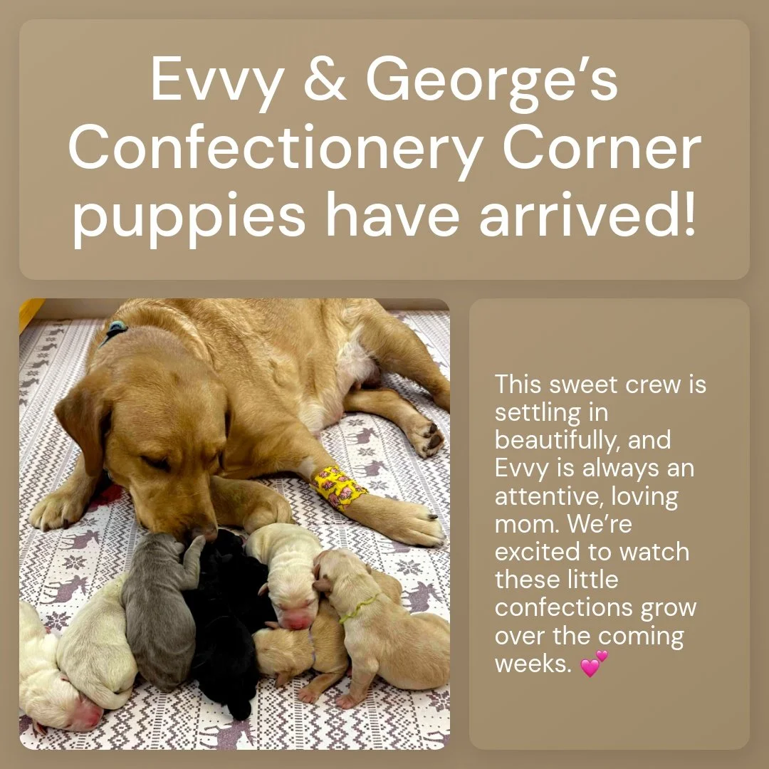 We&rsquo;re happy to announce the arrival of Evvy &amp; George&rsquo;s #ConfectioneryCorner litter! 💕
Evvy did an amazing job and is caring for her puppies like a pro. This sweet group is off to a strong start, and we can&rsquo;t wait to share their