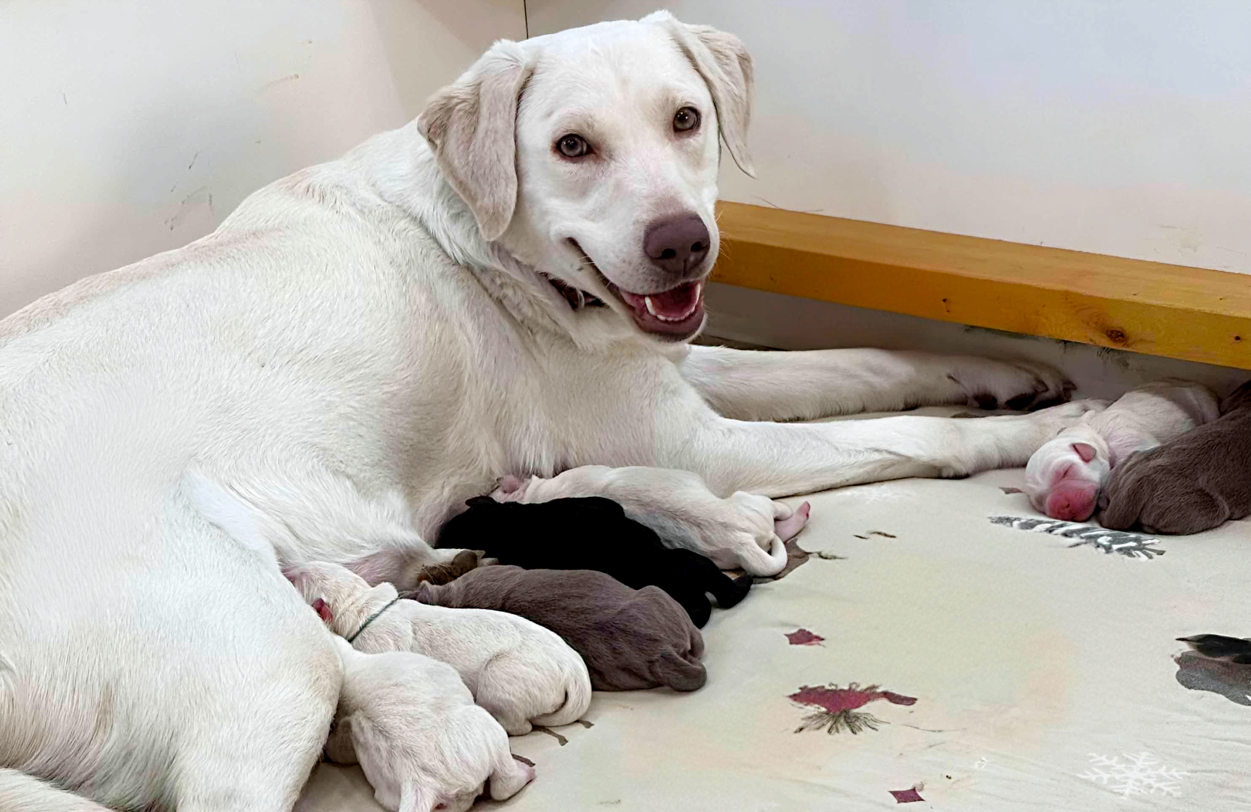 Introducing CaveInn’s Quiet Winter: Embrasing Stillness