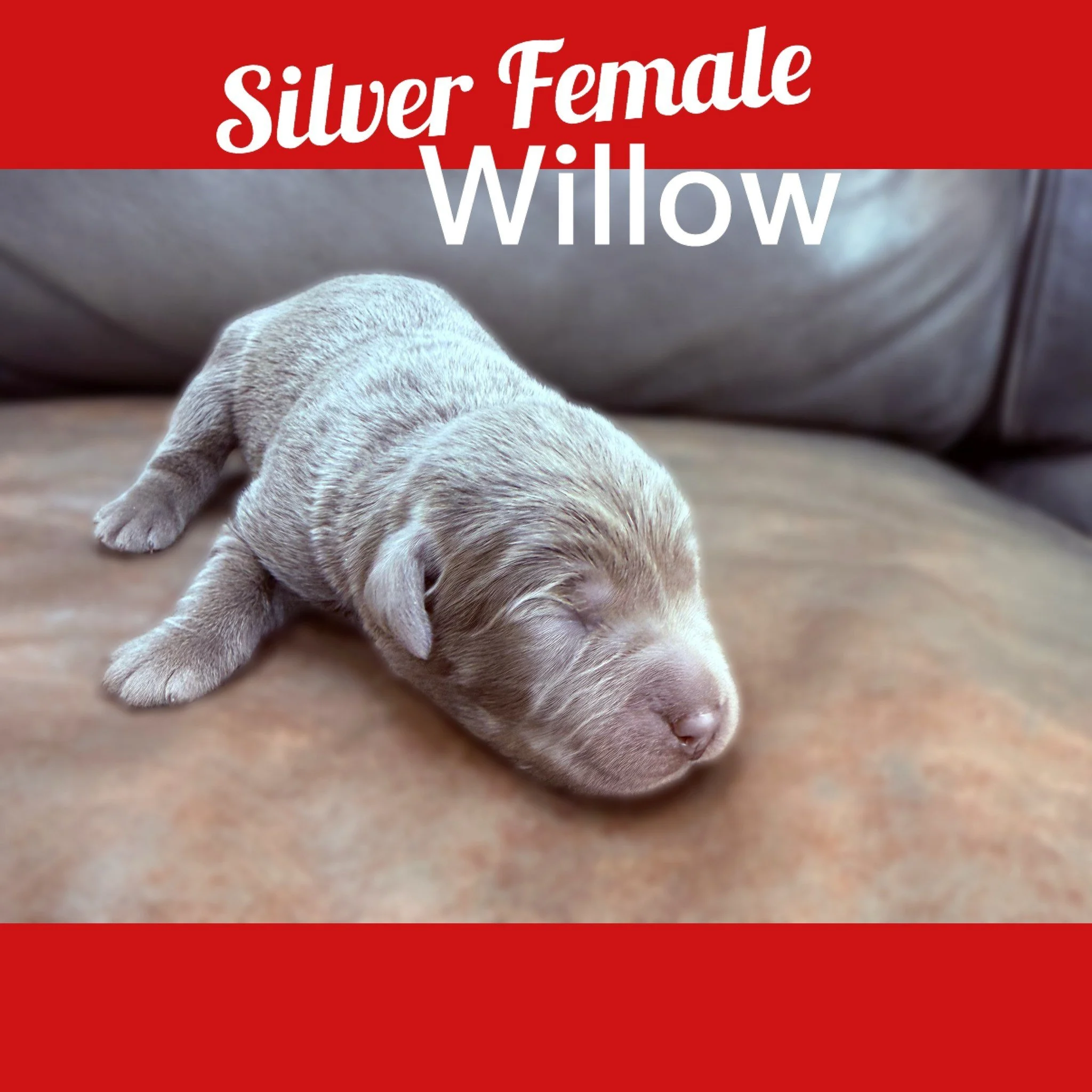 CaveInn&rsquo;s #QuietWinter puppies are named for the gentle strength of the season&mdash;calm, grounded, and quietly confident from the very beginning.