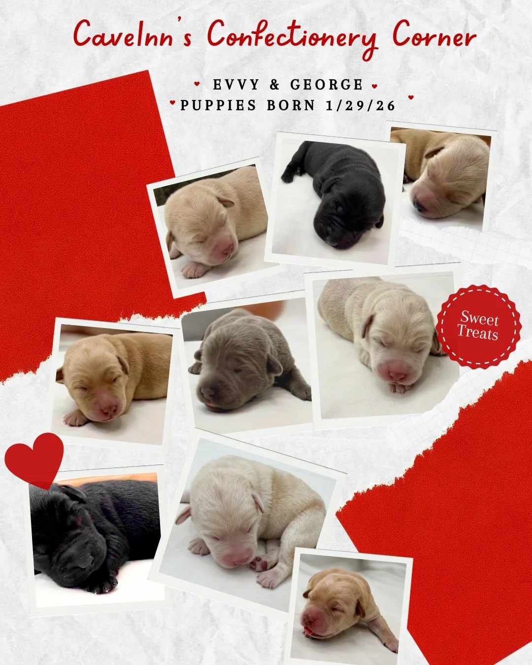 The #ConfectioneryCorner litter from Evvy and George is being raised with thoughtful, hands-on care focused on health, temperament, and early social development. This pairing blends Evvy&rsquo;s confident, nurturing disposition with George&rsquo;s ca