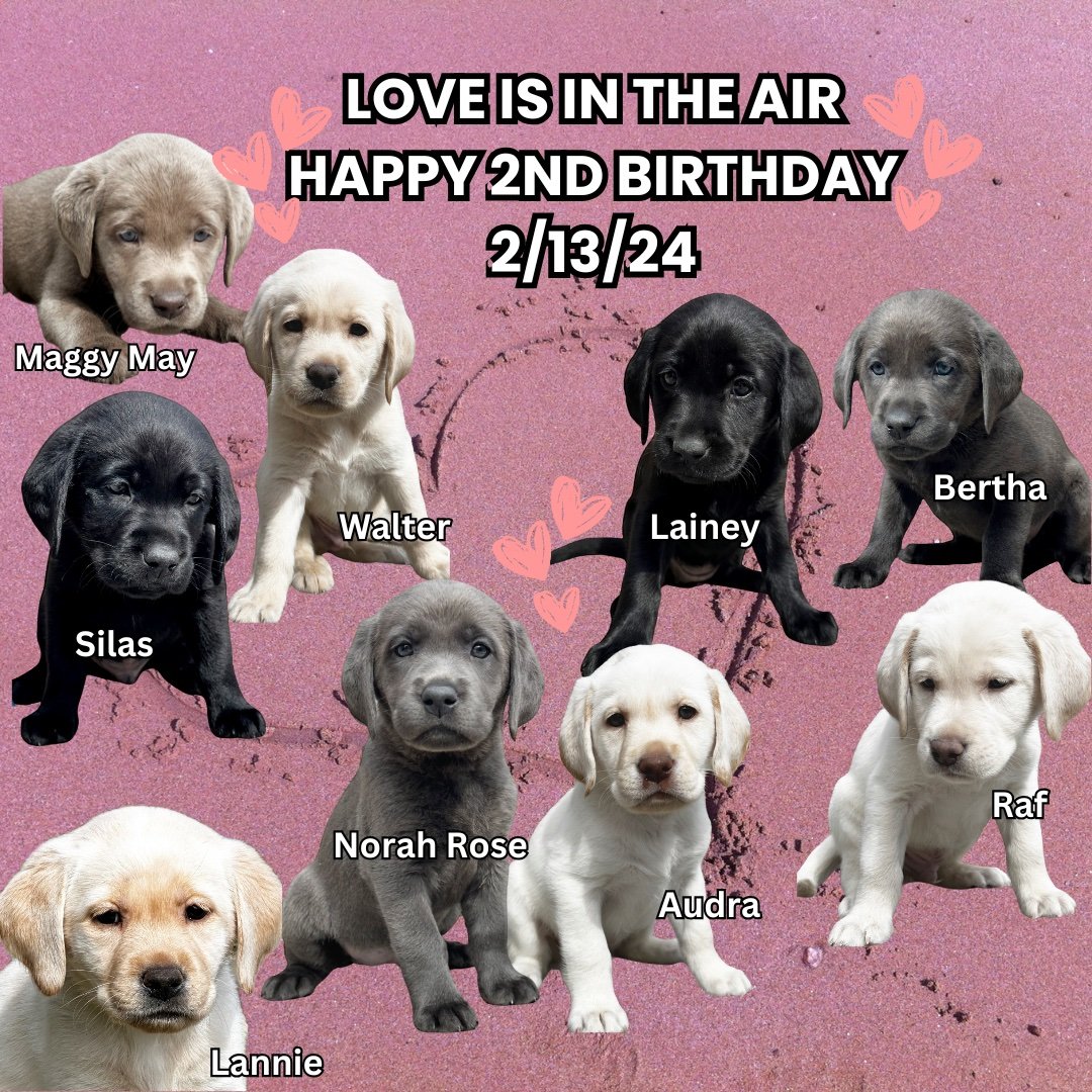 Wishing these sweet puppies from #LoveIsInTheAir a Happy Birthday from the #CaveInn.